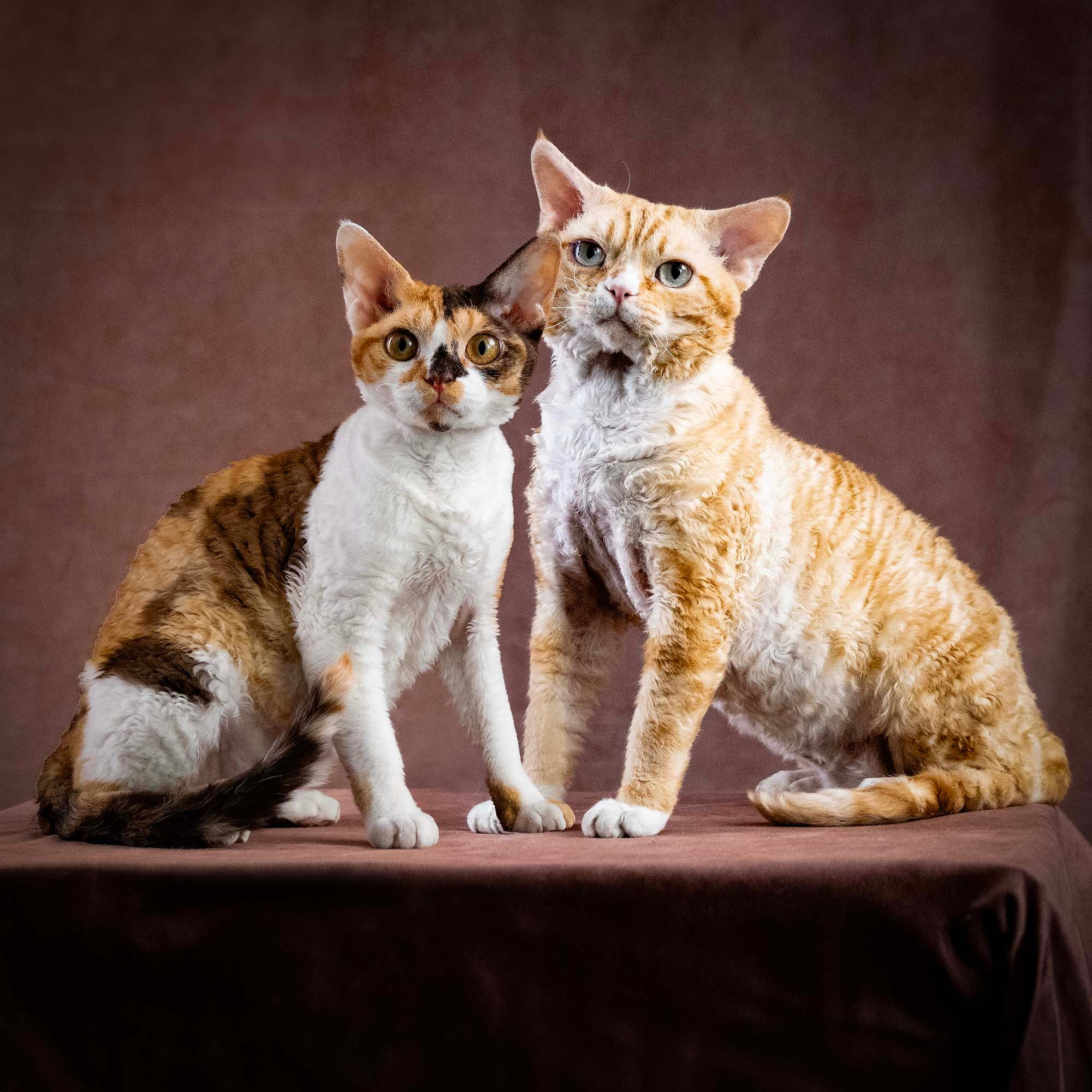 KITTENS. Devon Rex Pixie Cattery