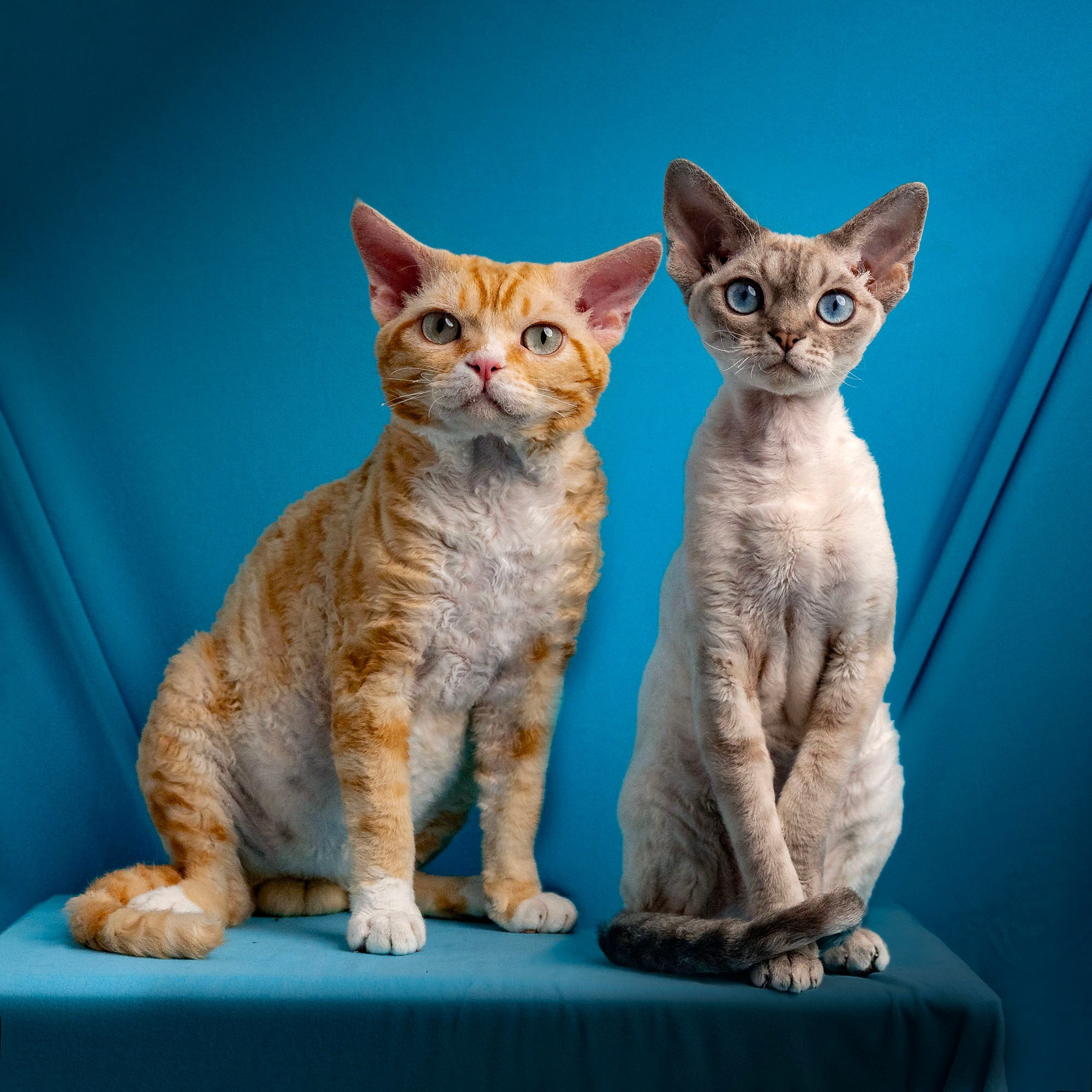 KITTENS. Devon Rex Pixie Cattery