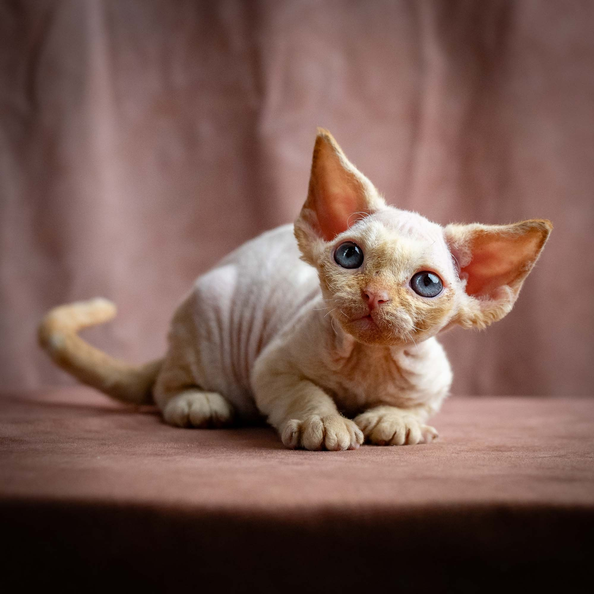 Rafael, boy, born 05.08.26. Devon Rex Pixie Cattery