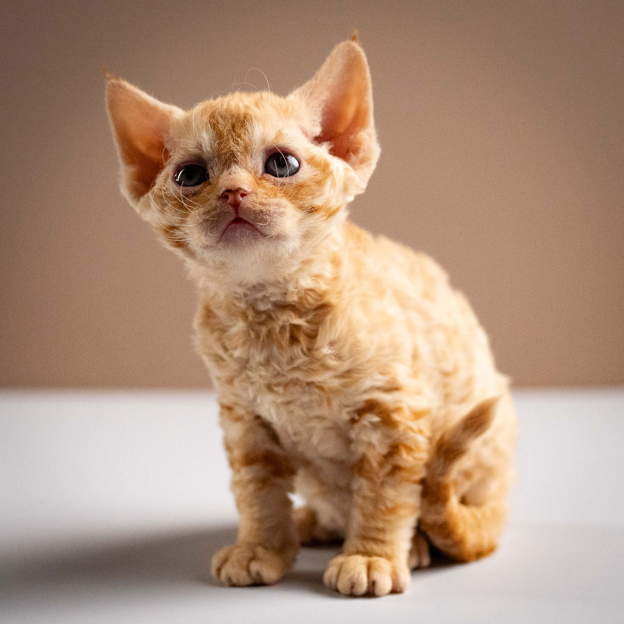 Piper, girl, born 02.11.26. Devon Rex Pixie Cattery