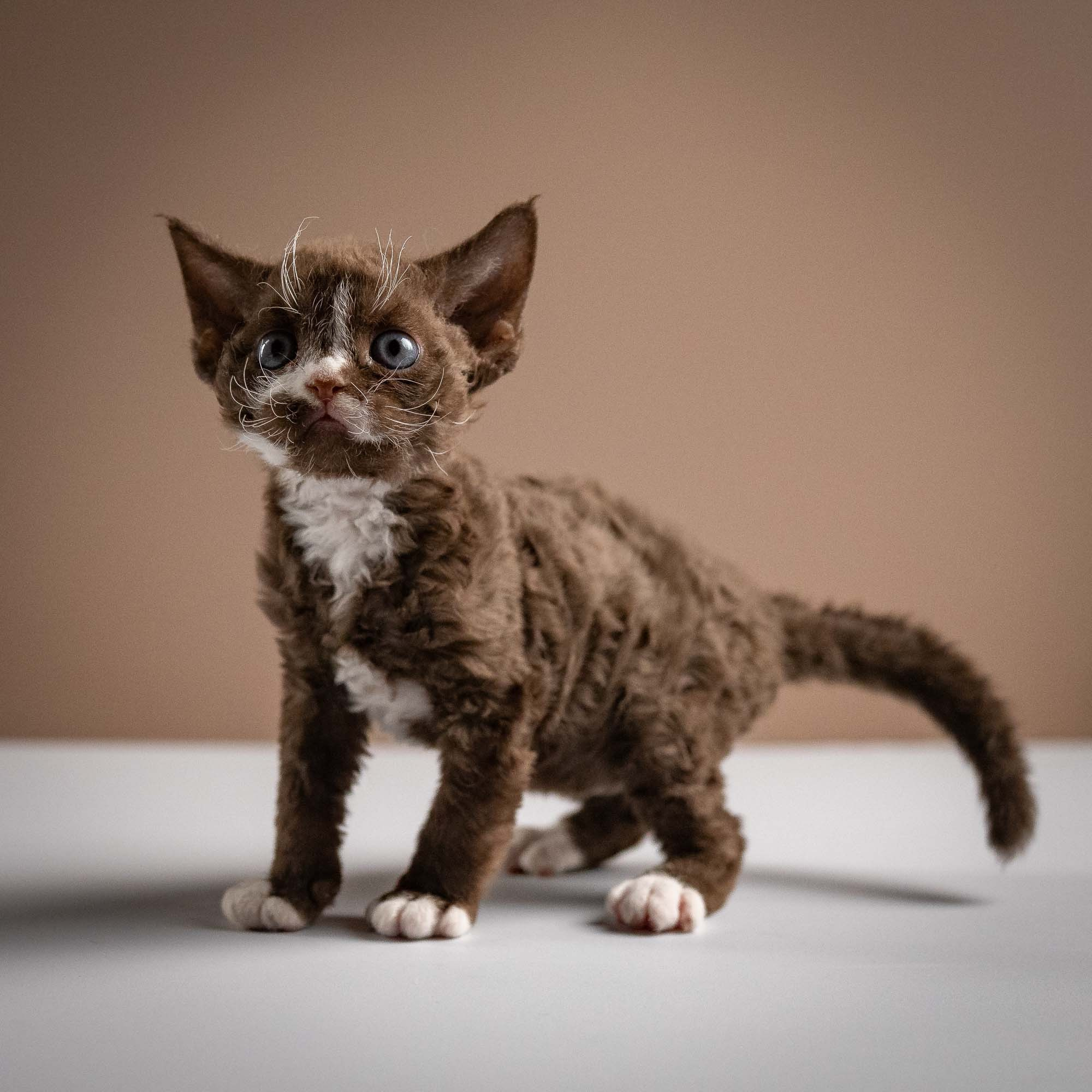KITTENS. Devon Rex Pixie Cattery