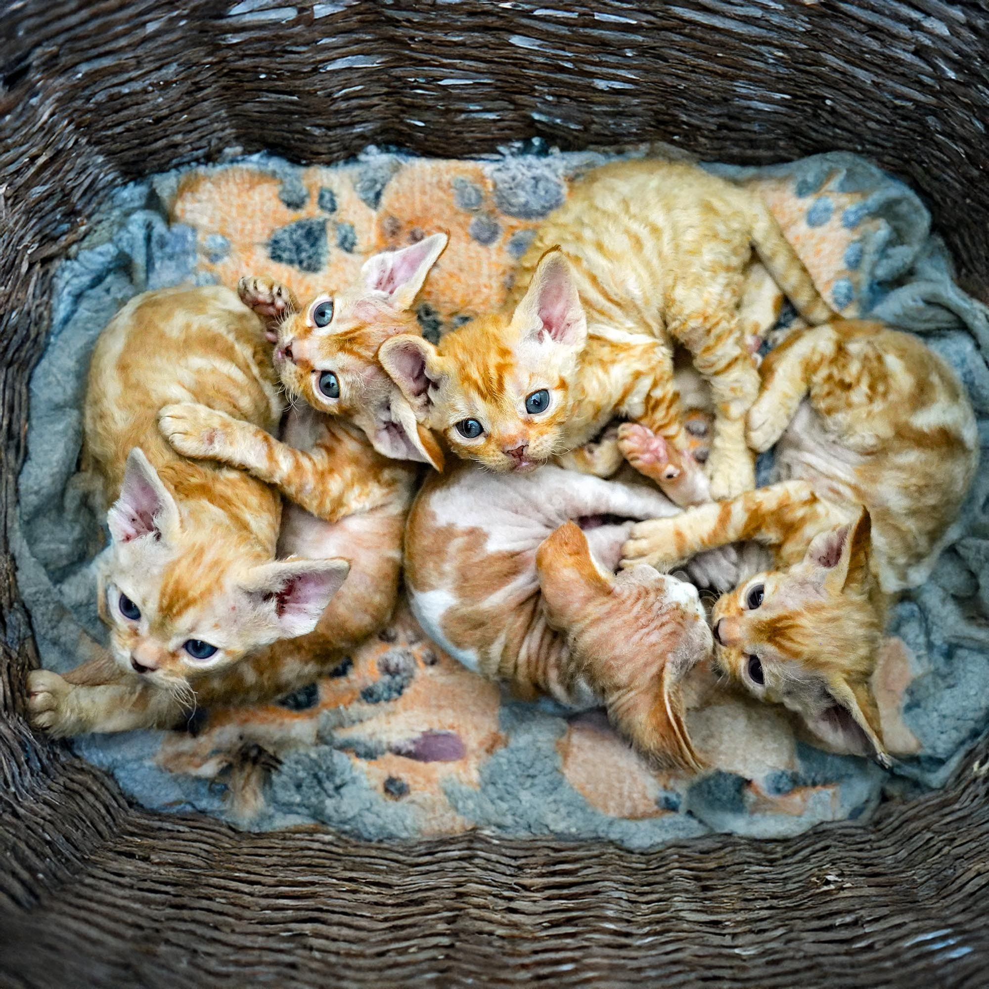 KITTENS. Devon Rex Pixie Cattery