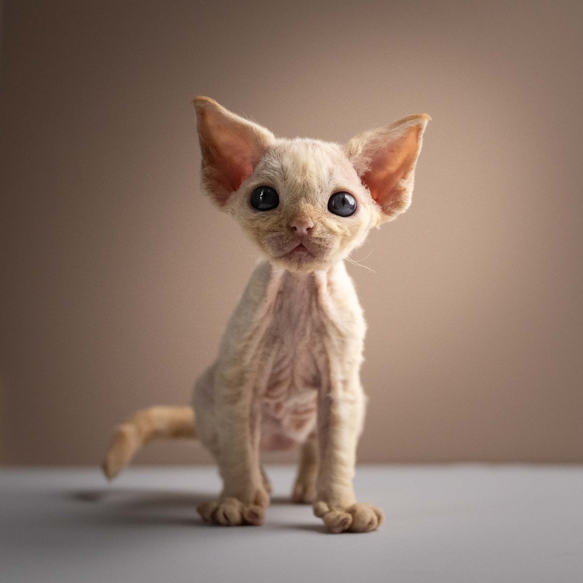 KITTENS. Devon Rex Pixie Cattery