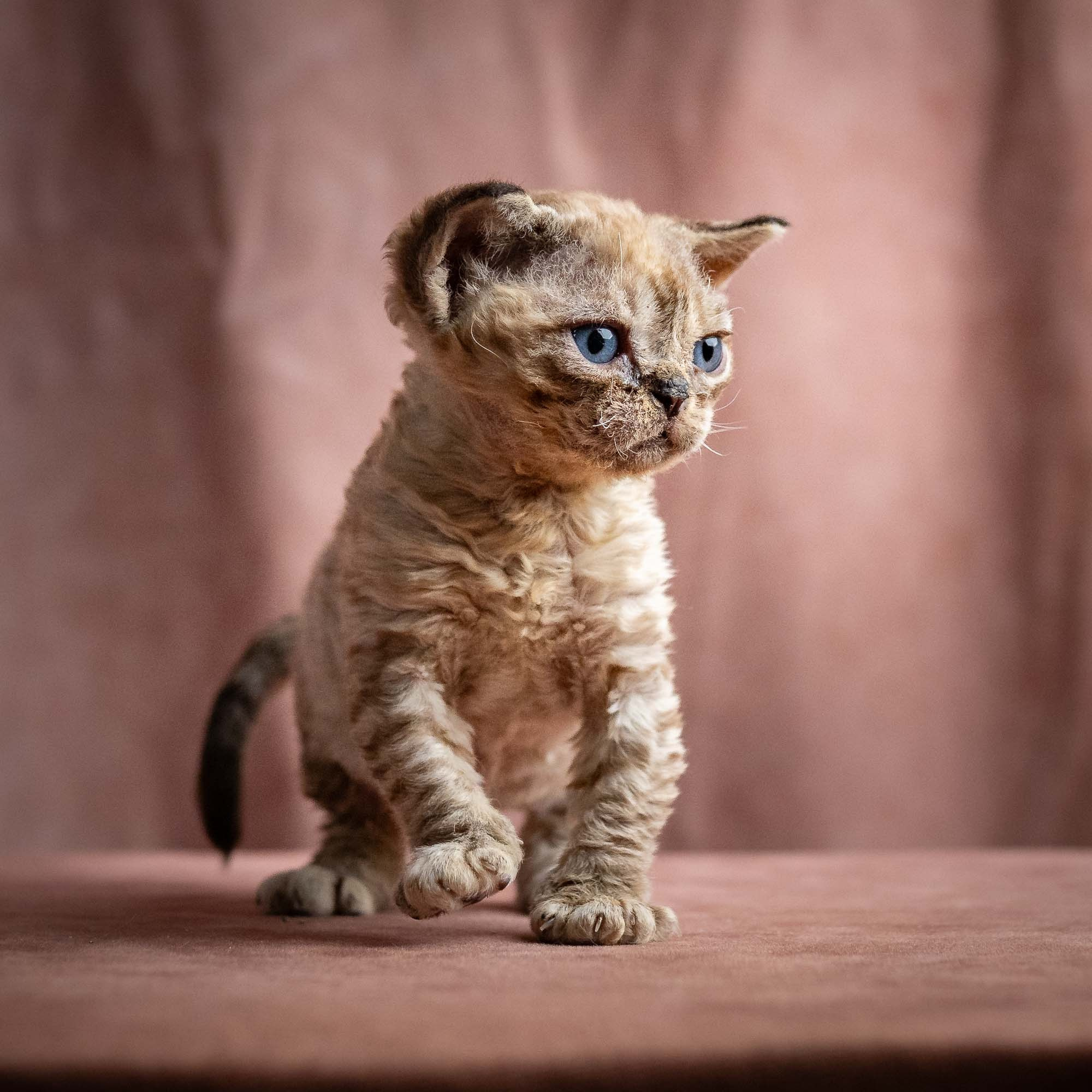 KITTENS. Devon Rex Pixie Cattery