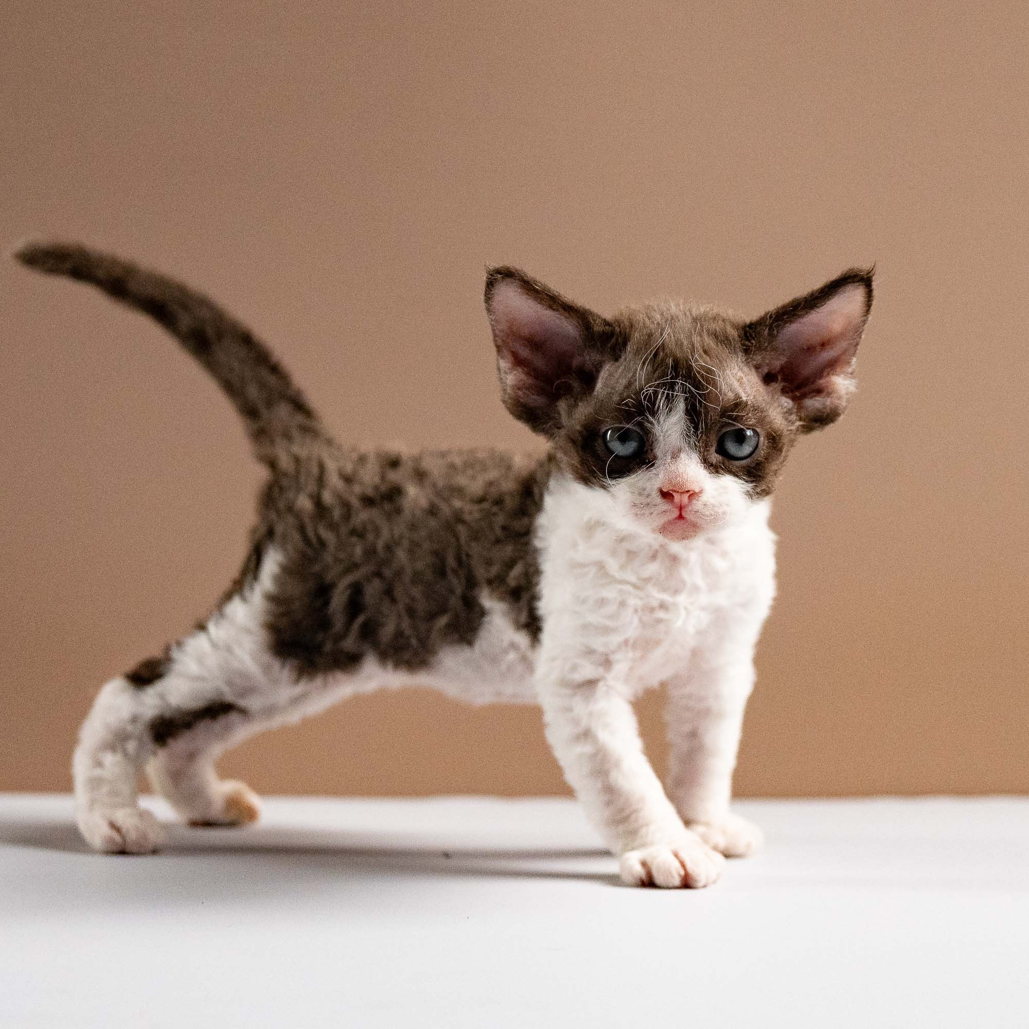 KITTENS. Devon Rex Pixie Cattery