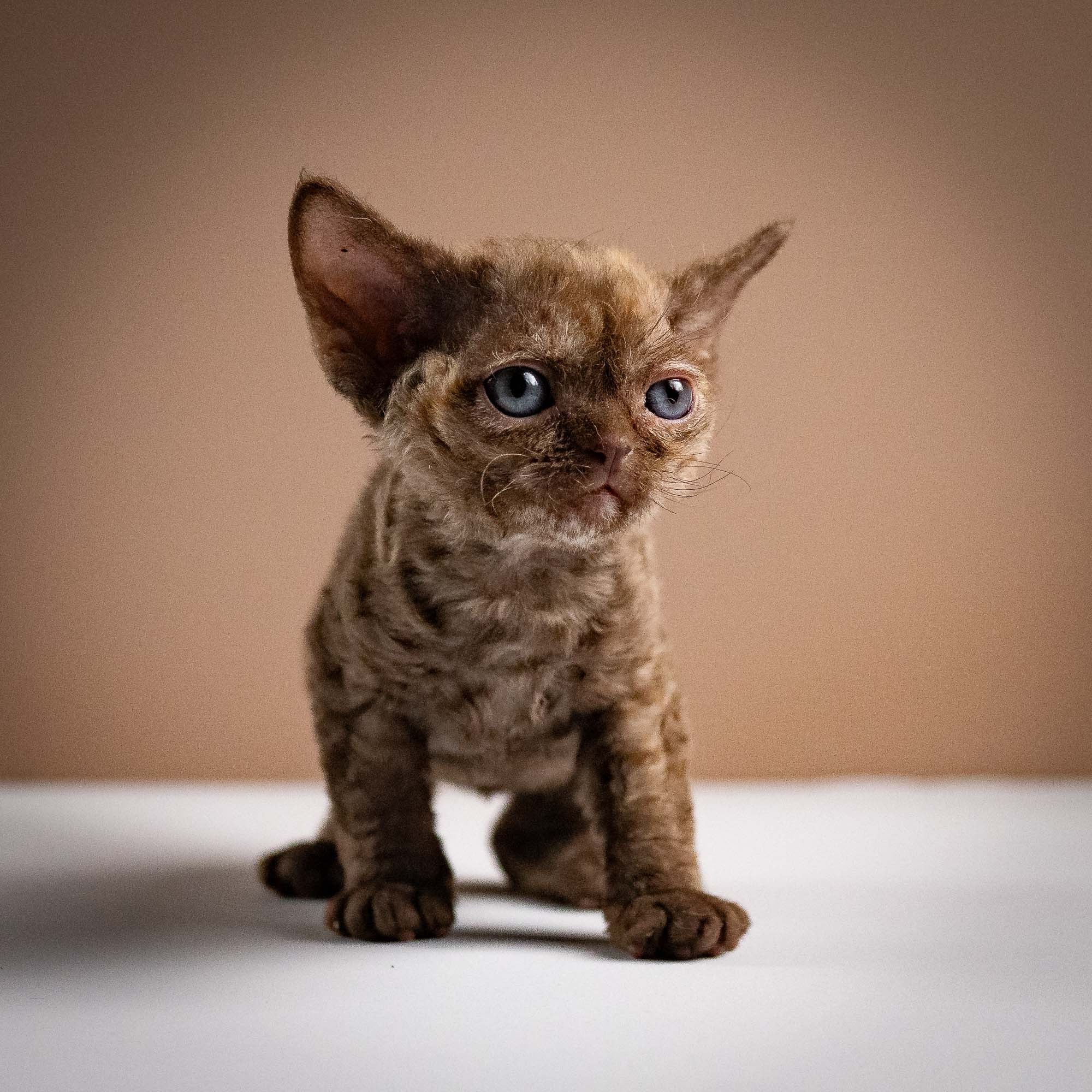 Olivia, girl, born 02.08.26. Devon Rex Pixie Cattery