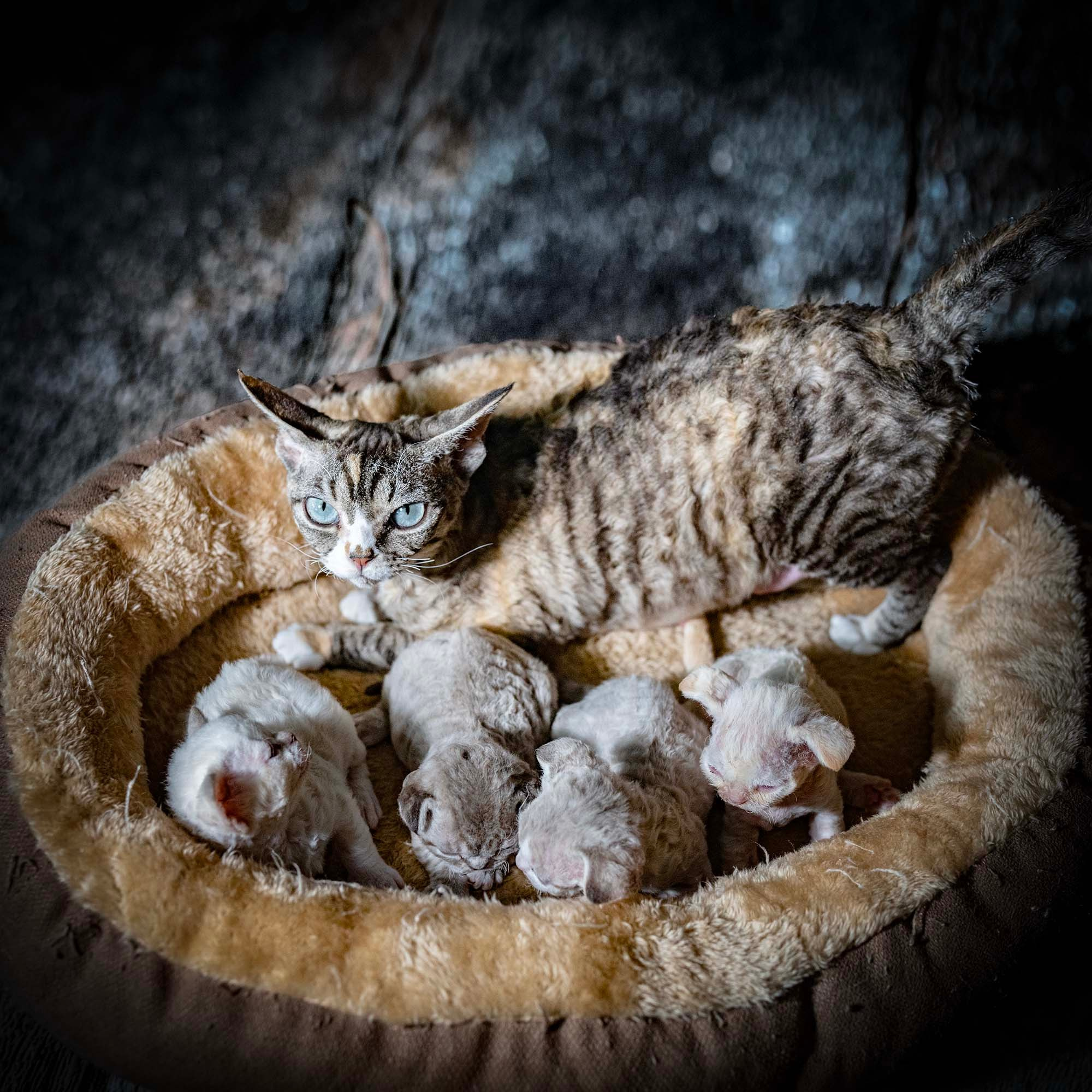 KITTENS. Devon Rex Pixie Cattery