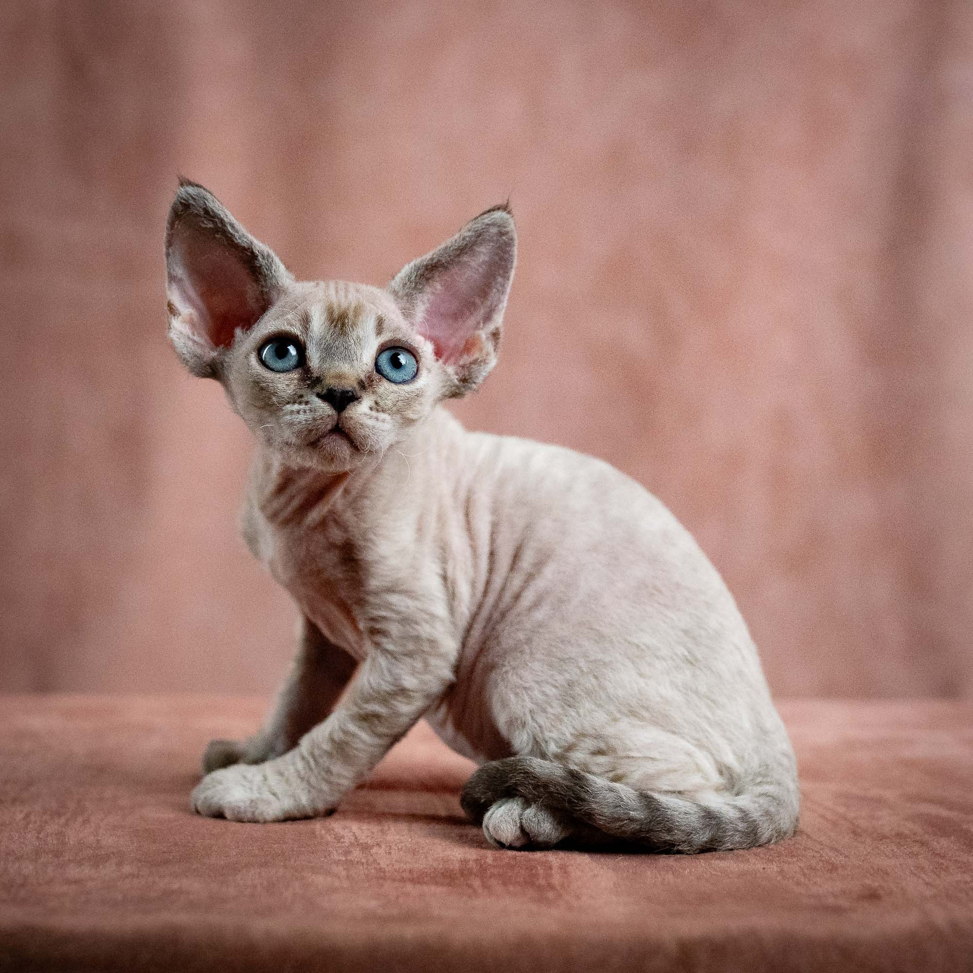 KITTENS. Devon Rex Pixie Cattery