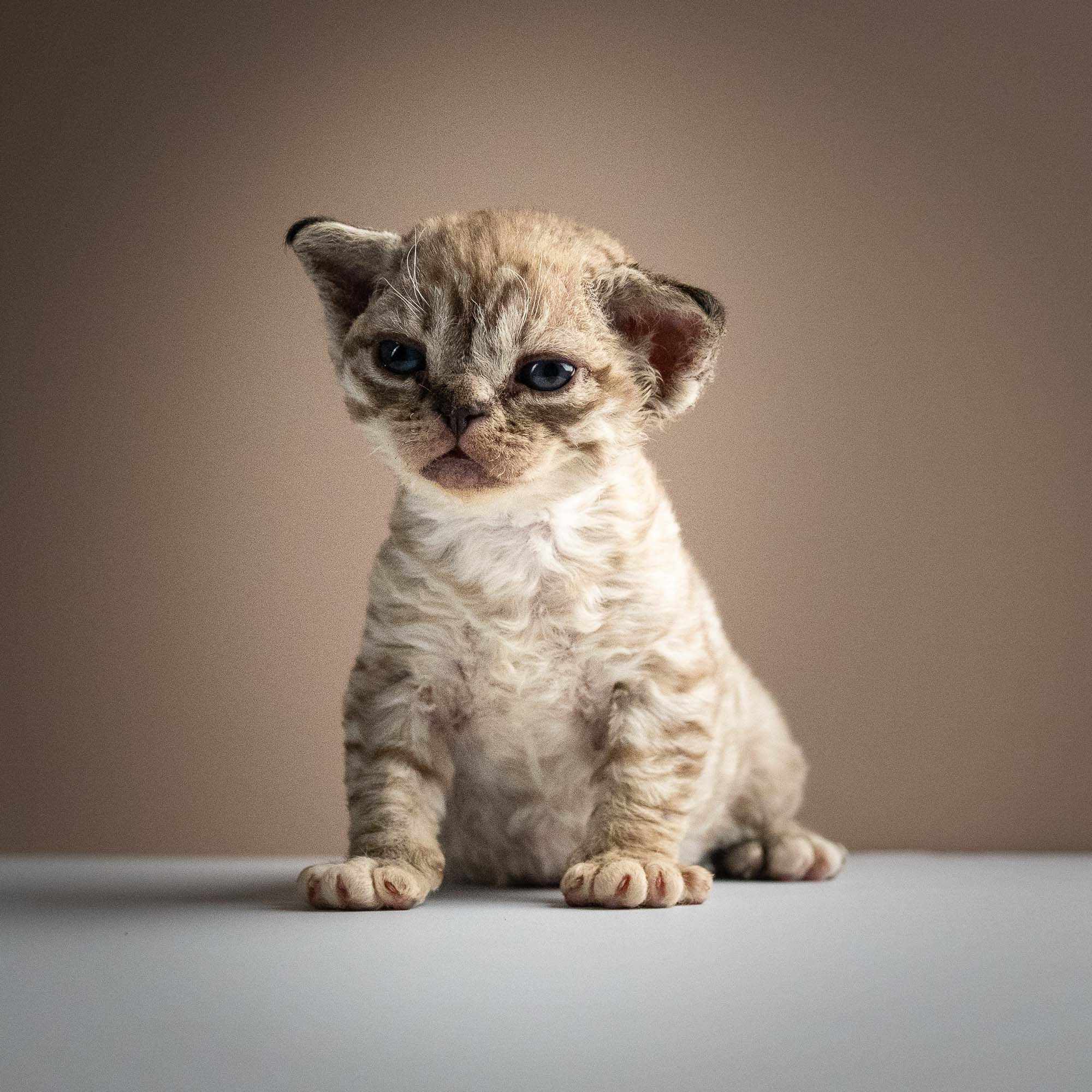 KITTENS. Devon Rex Pixie Cattery