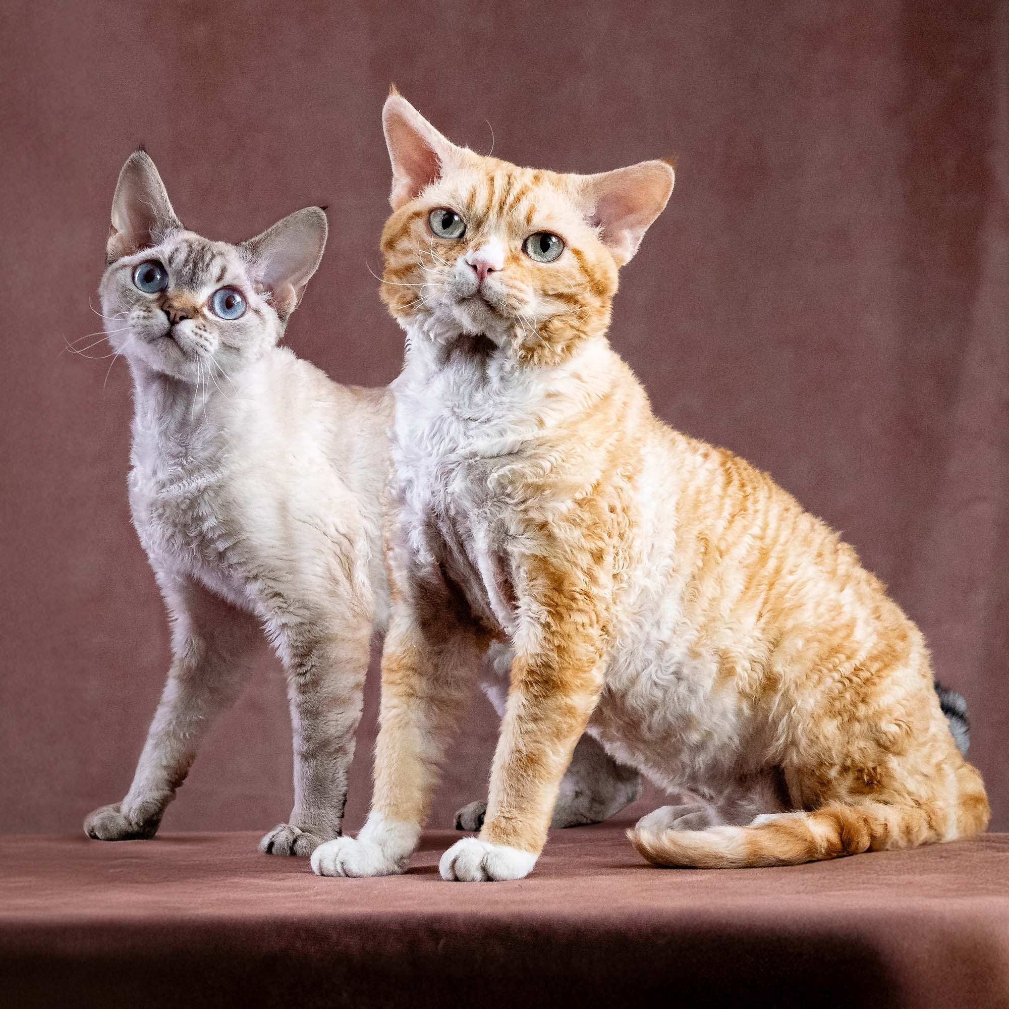 KITTENS. Devon Rex Pixie Cattery
