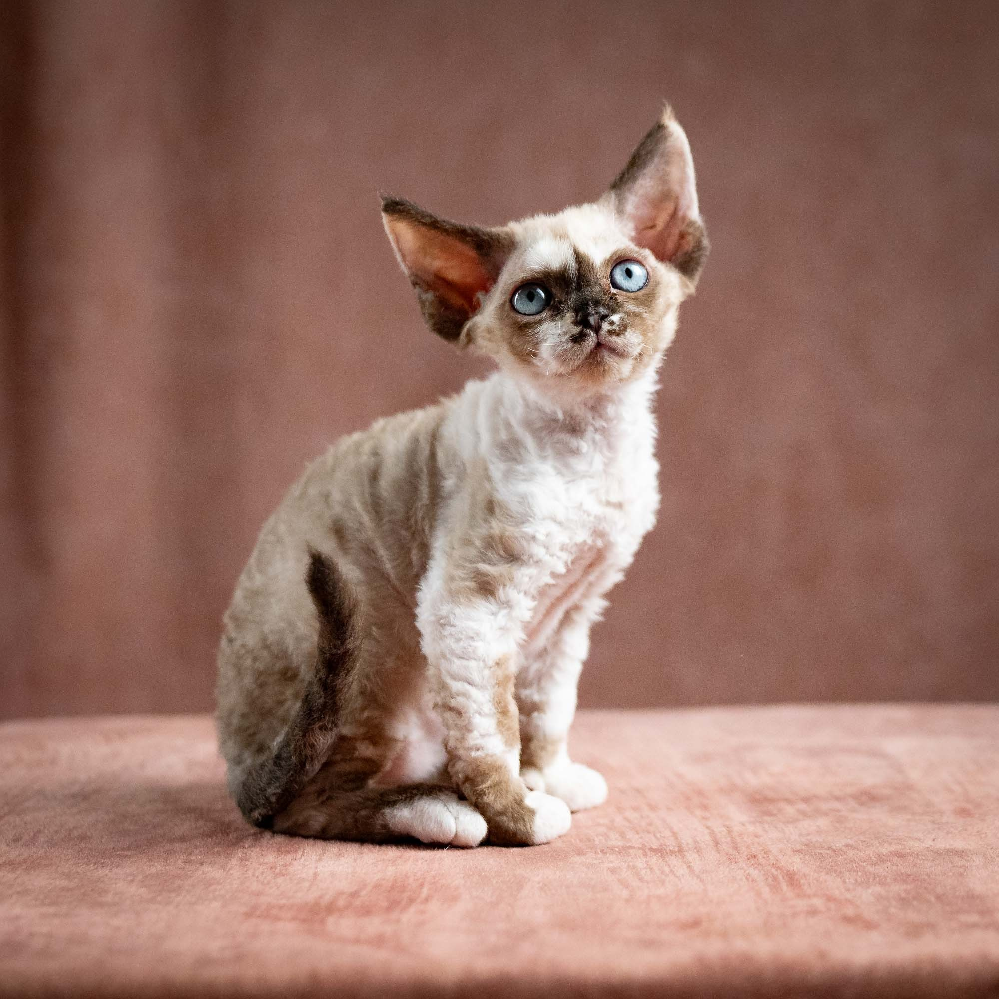 KITTENS. Devon Rex Pixie Cattery