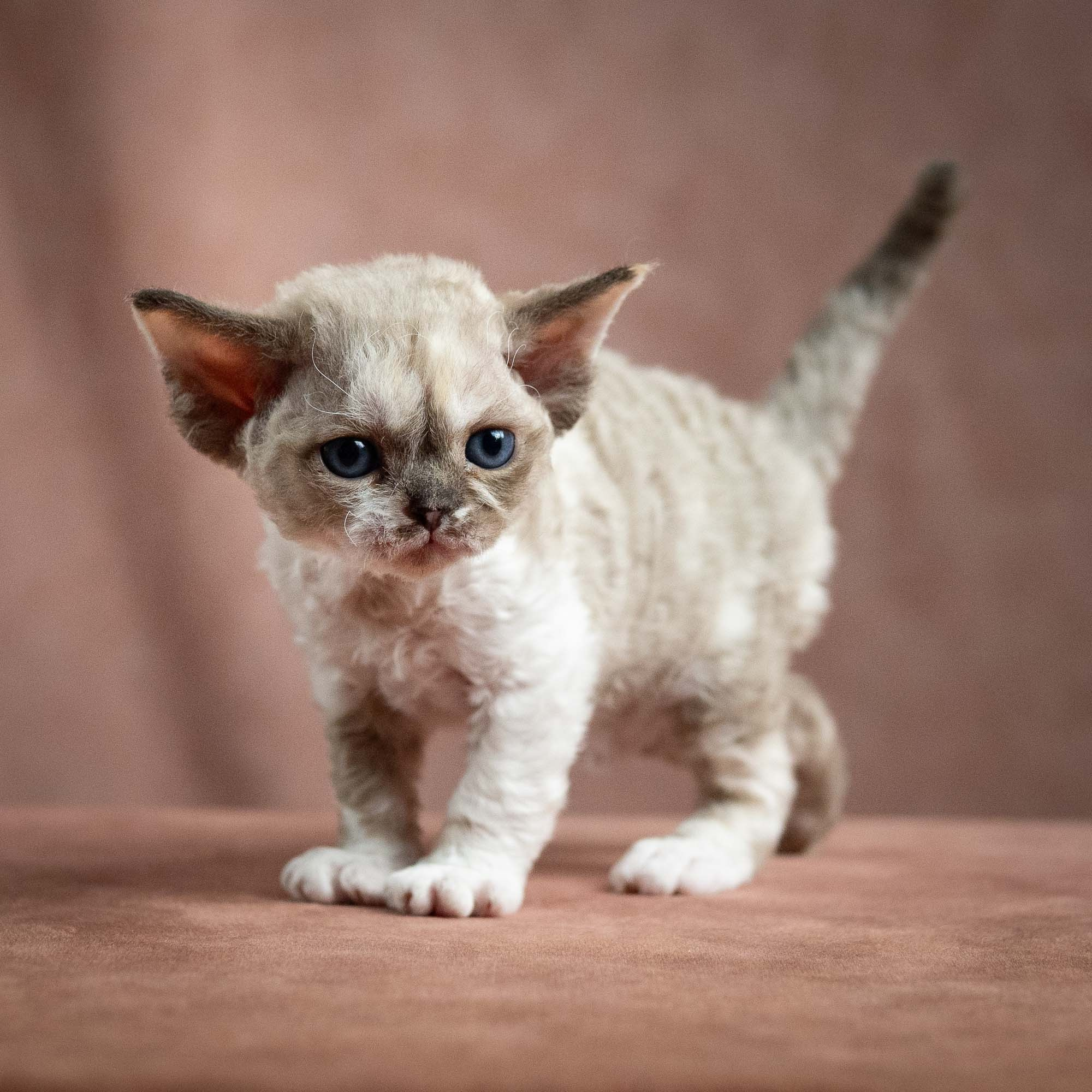 KITTENS. Devon Rex Pixie Cattery