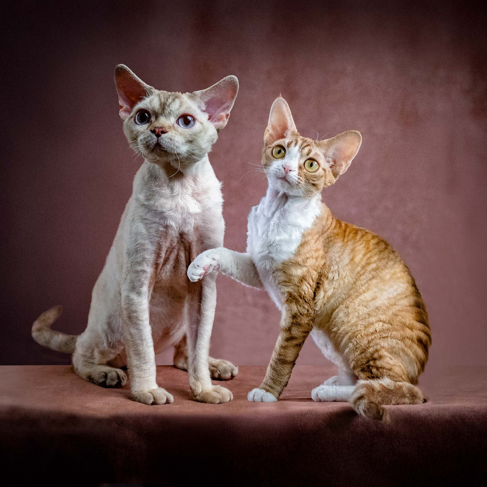 KITTENS. Devon Rex Pixie Cattery
