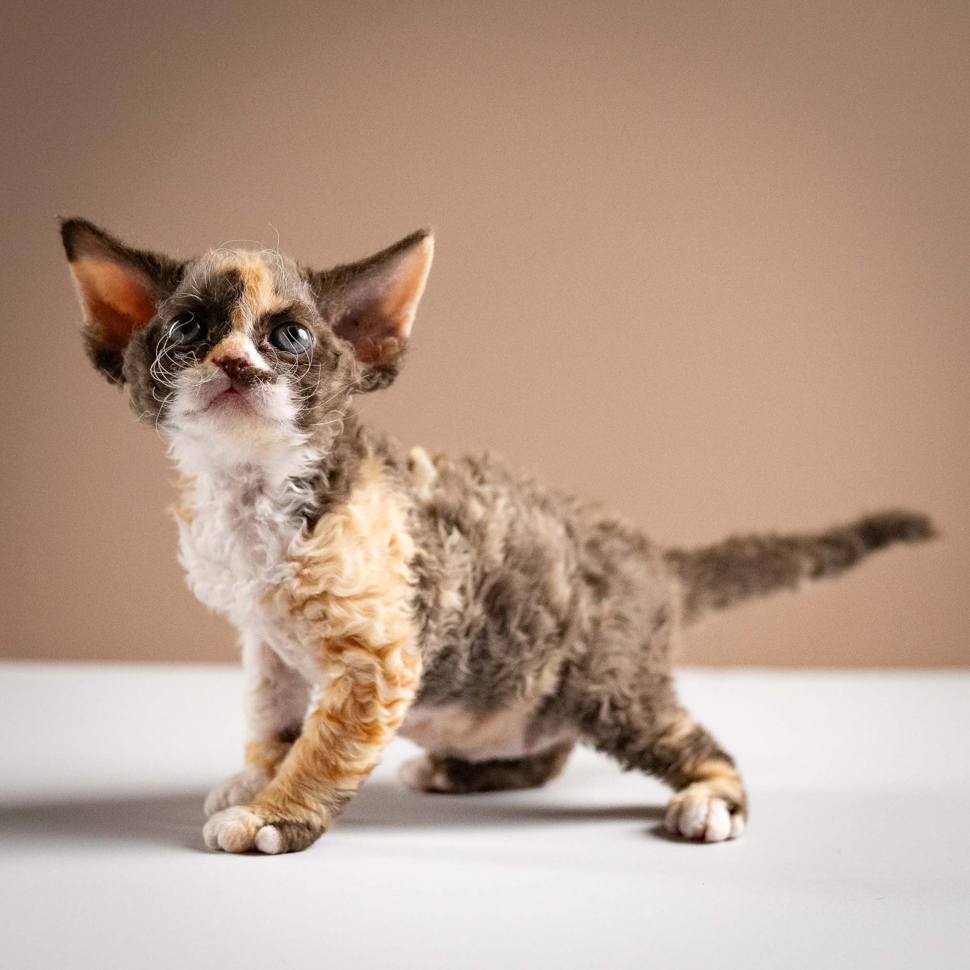 KITTENS. Devon Rex Pixie Cattery