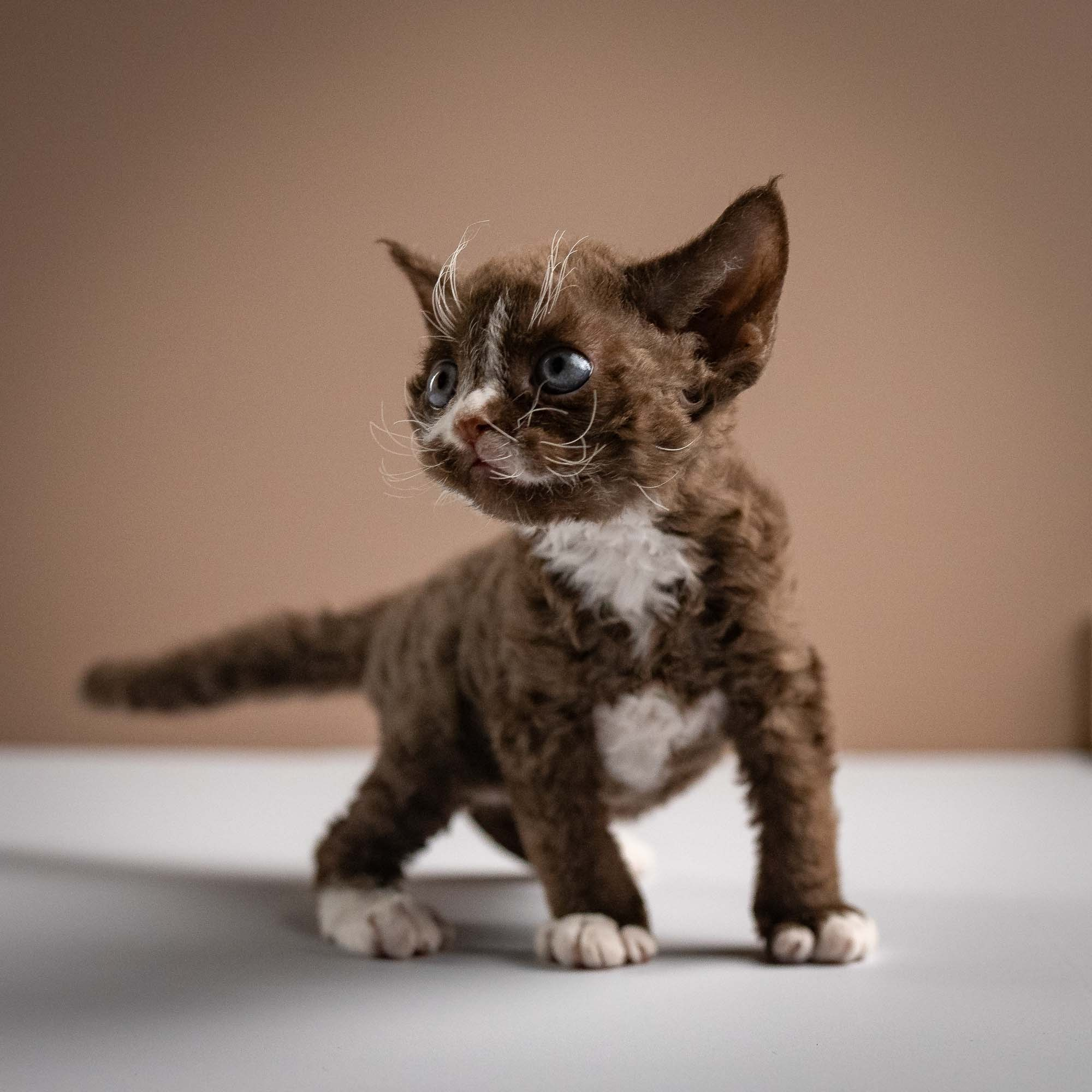 Preston, boy, born 02.11.26. Devon Rex Pixie Cattery