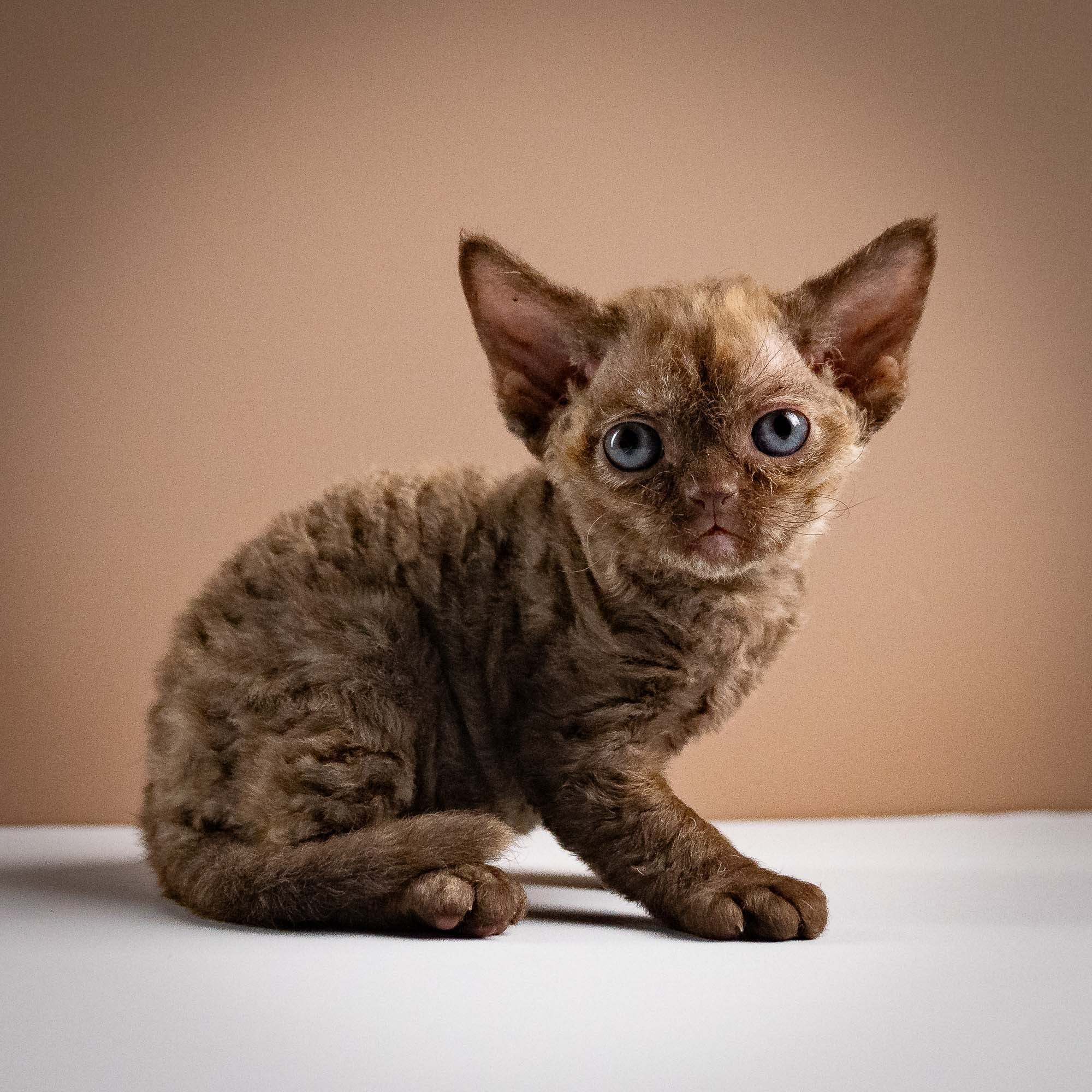 KITTENS. Devon Rex Pixie Cattery