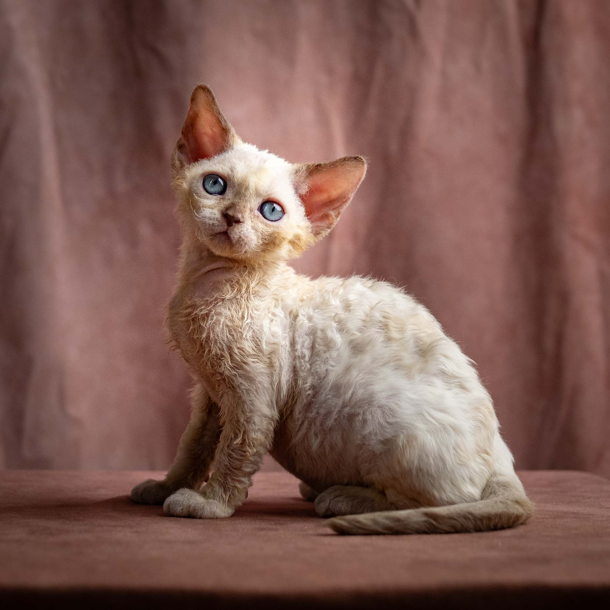 KITTENS. Devon Rex Pixie Cattery