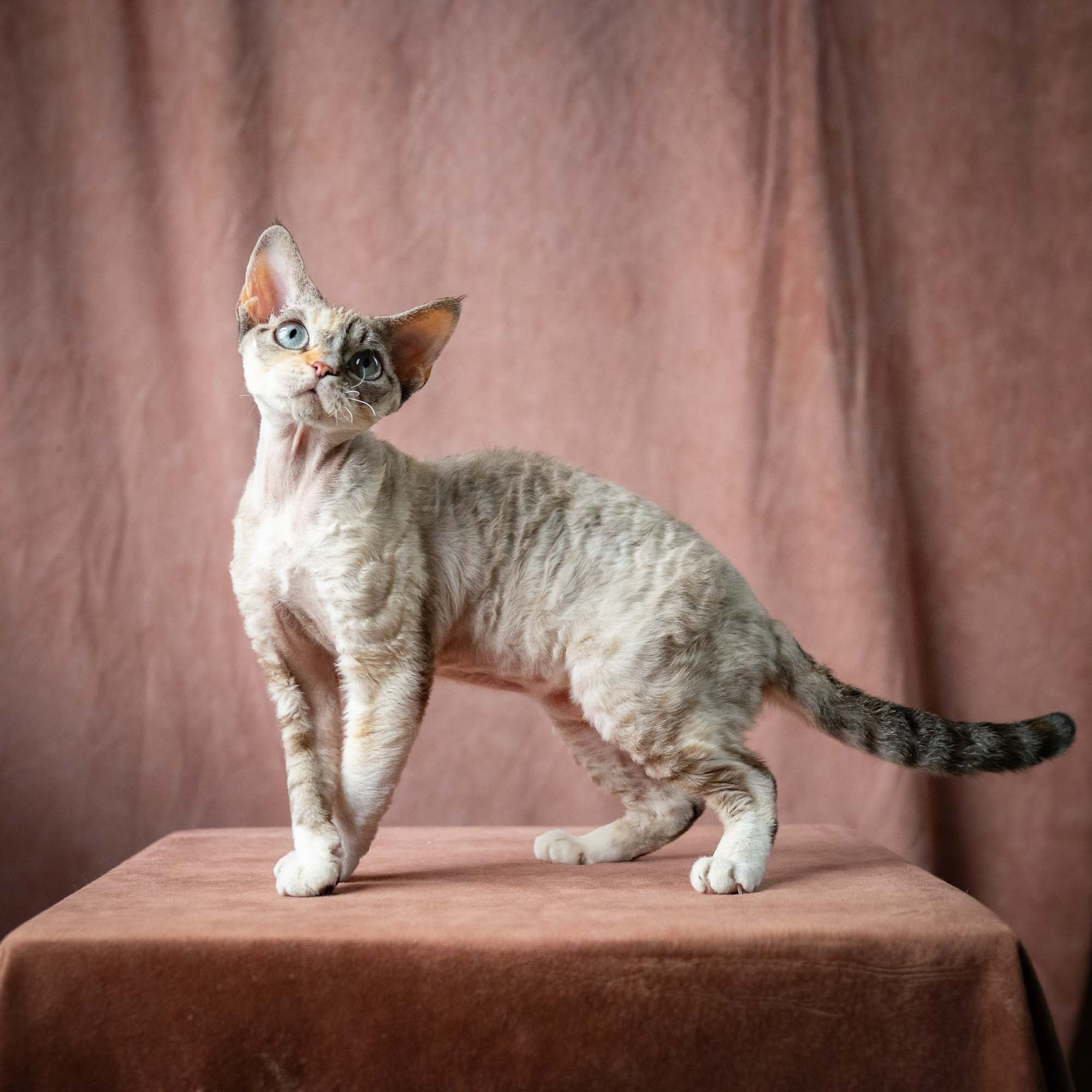 OUR KINGS and QUEENS. Devon Rex Pixie Cattery