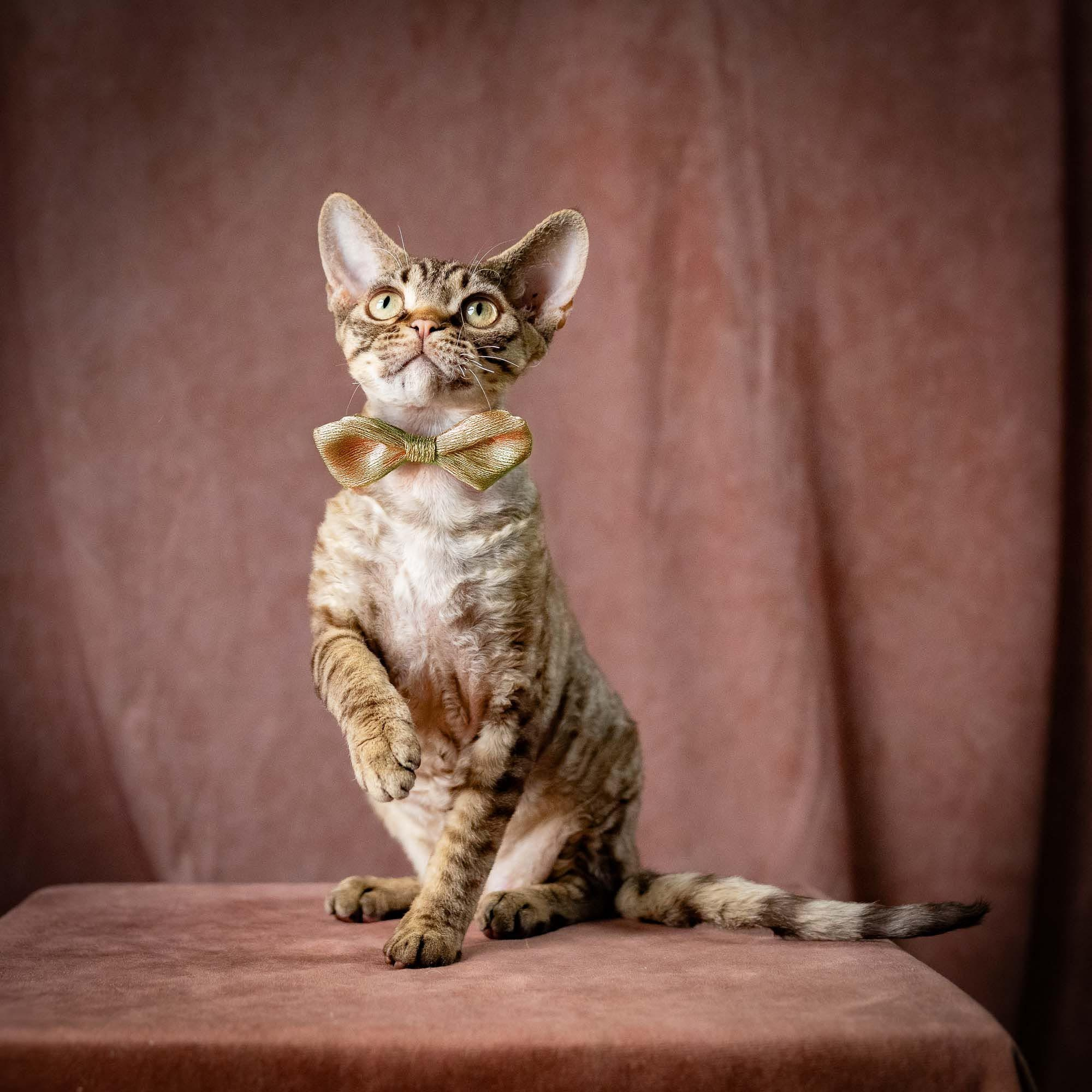OUR KINGS and QUEENS. Devon Rex Pixie Cattery