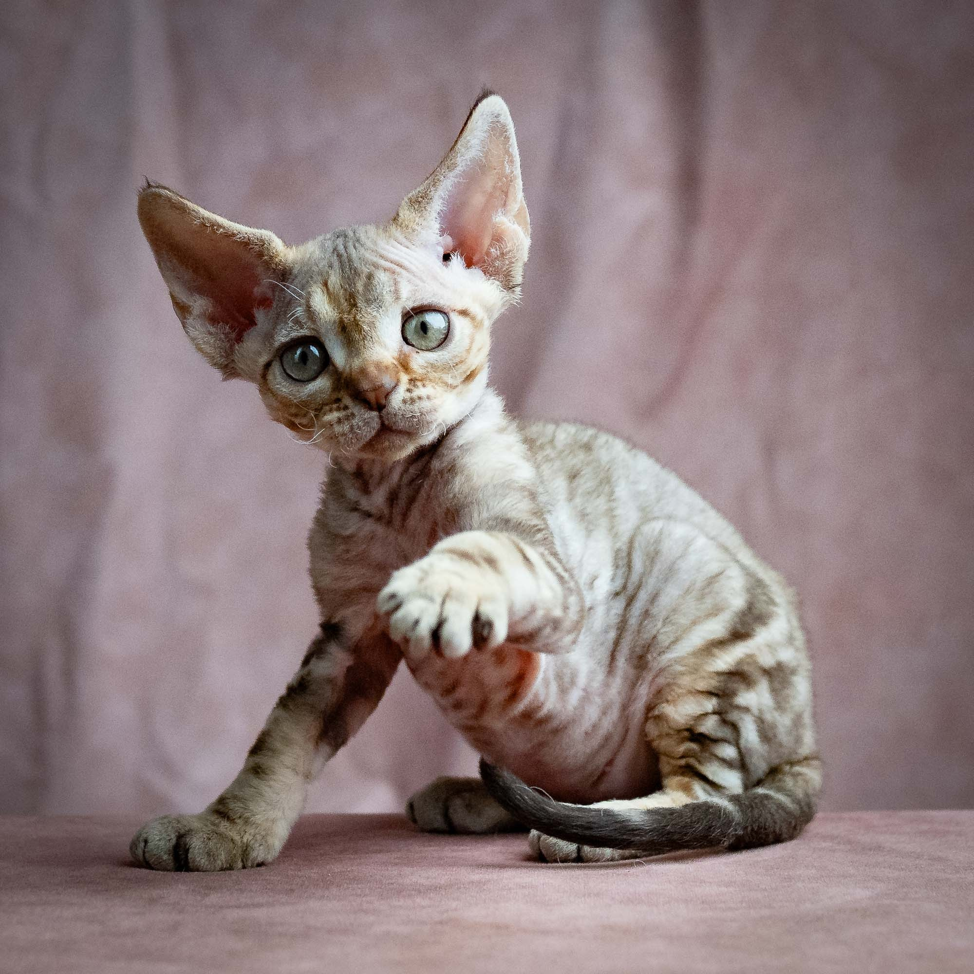 Sirius, boy, born 05.15.26. Devon Rex Pixie Cattery