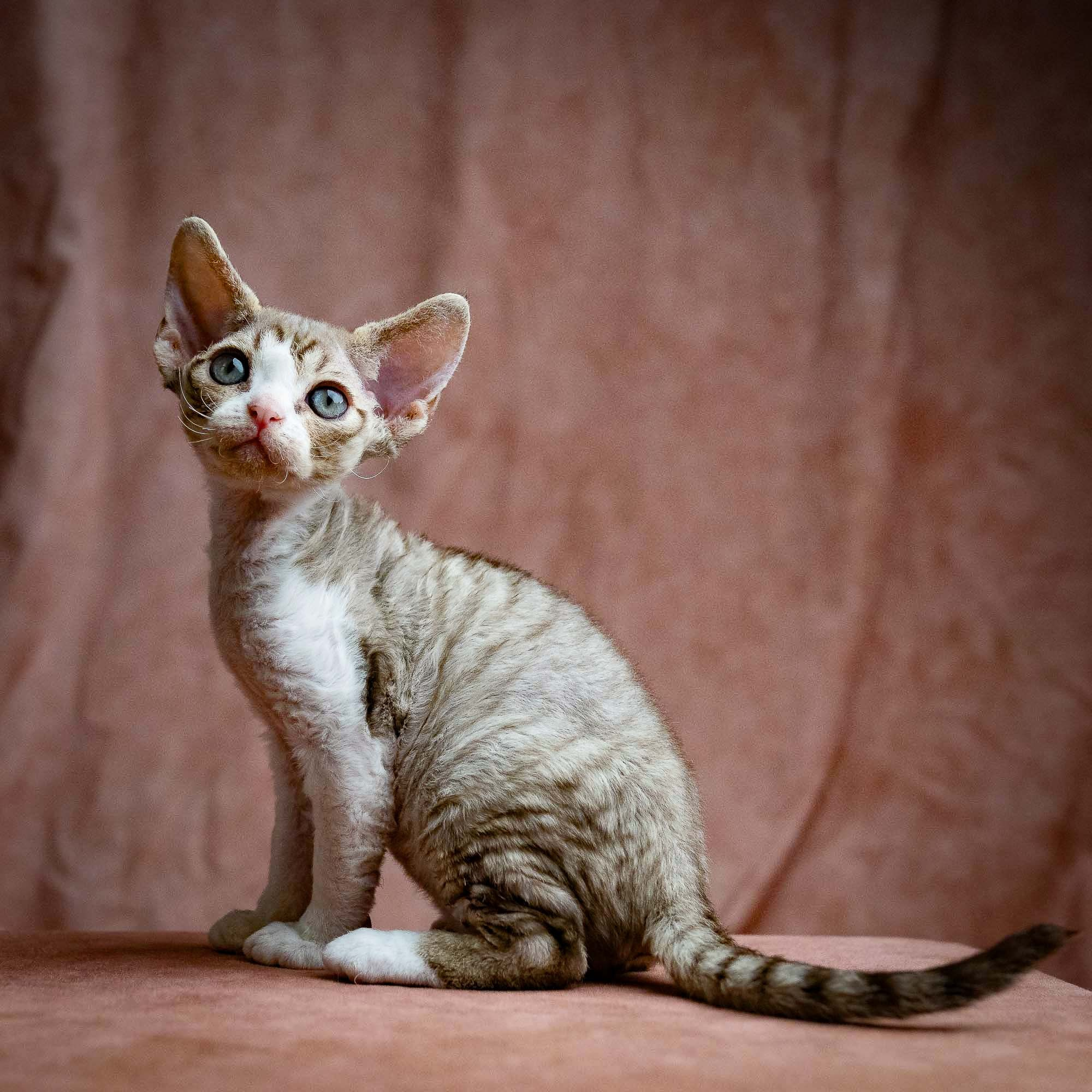 KITTENS. Devon Rex Pixie Cattery