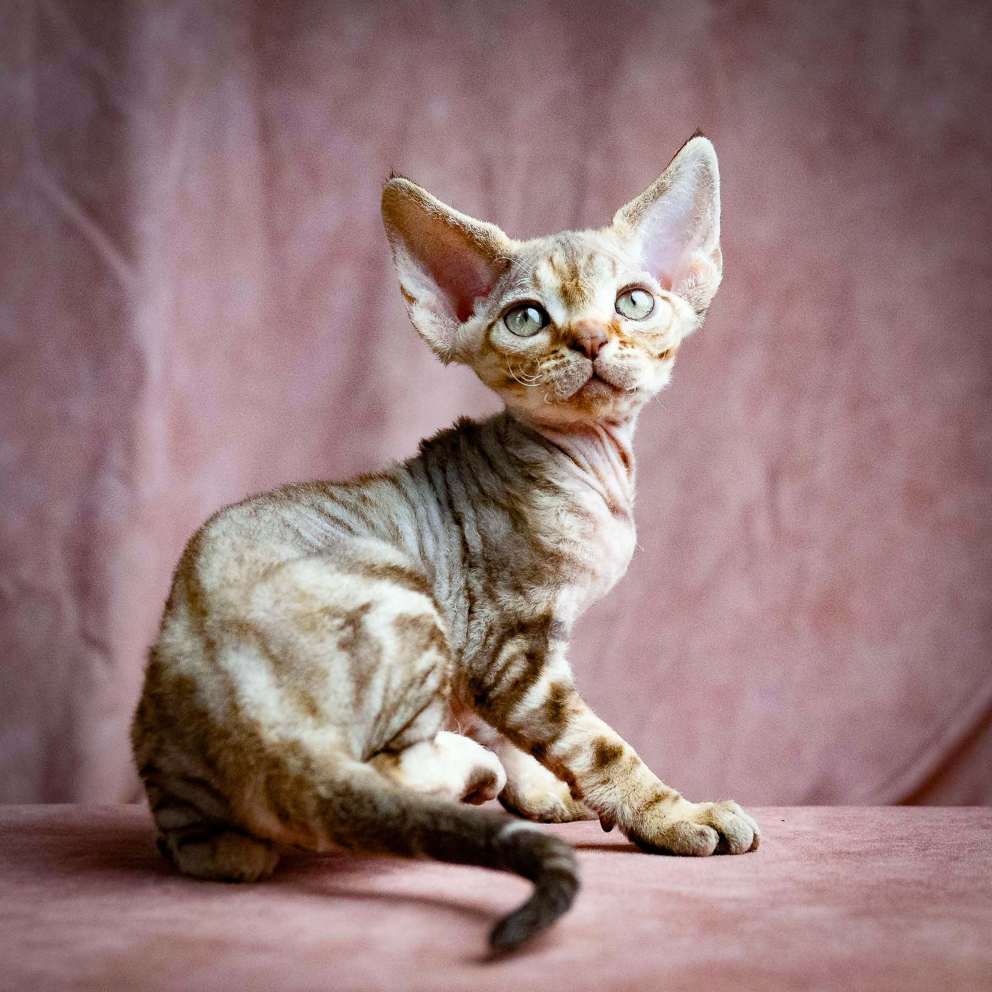 KITTENS. Devon Rex Pixie Cattery