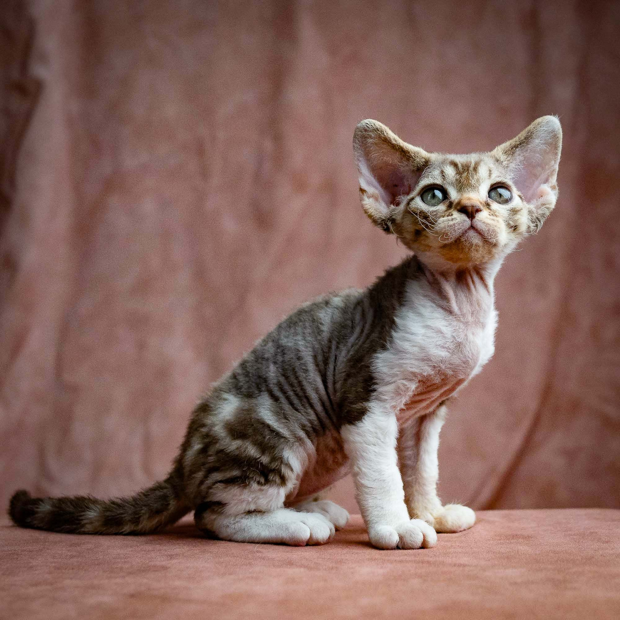 KITTENS. Devon Rex Pixie Cattery