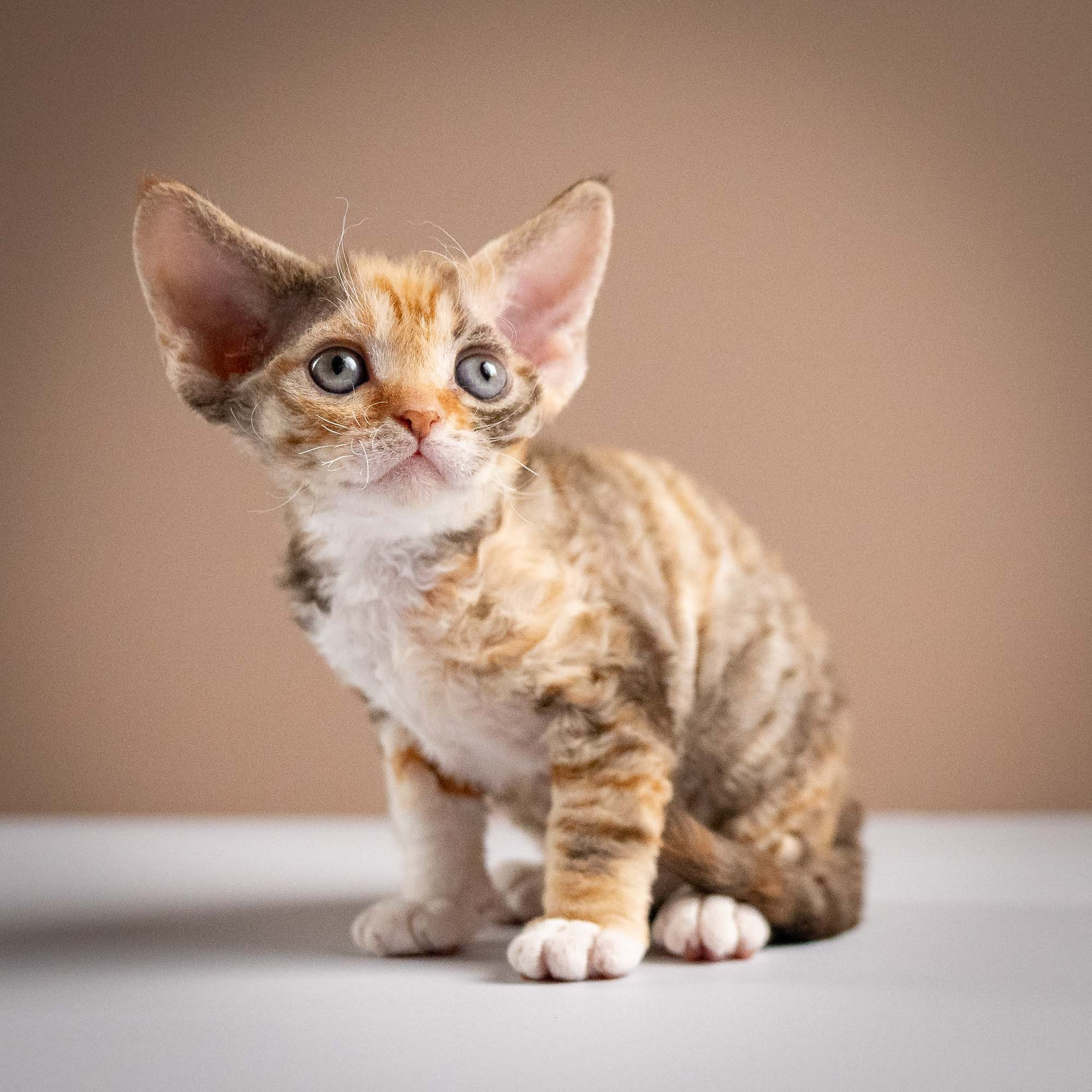 KITTENS. Devon Rex Pixie Cattery