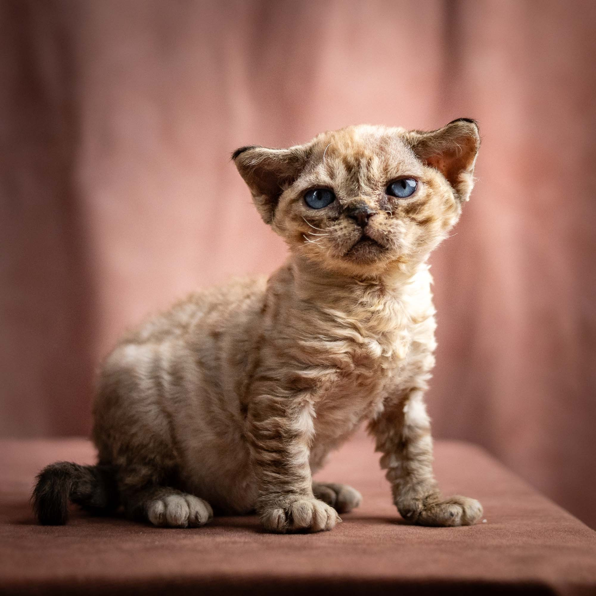 Remy, boy, born 05.08.26. Devon Rex Pixie Cattery