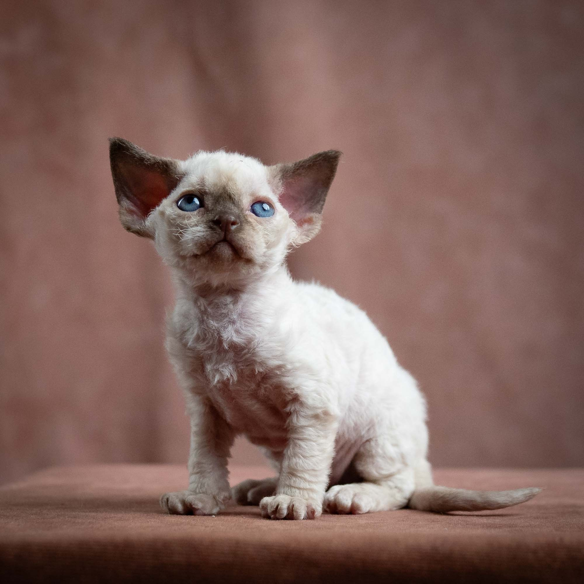 KITTENS. Devon Rex Pixie Cattery