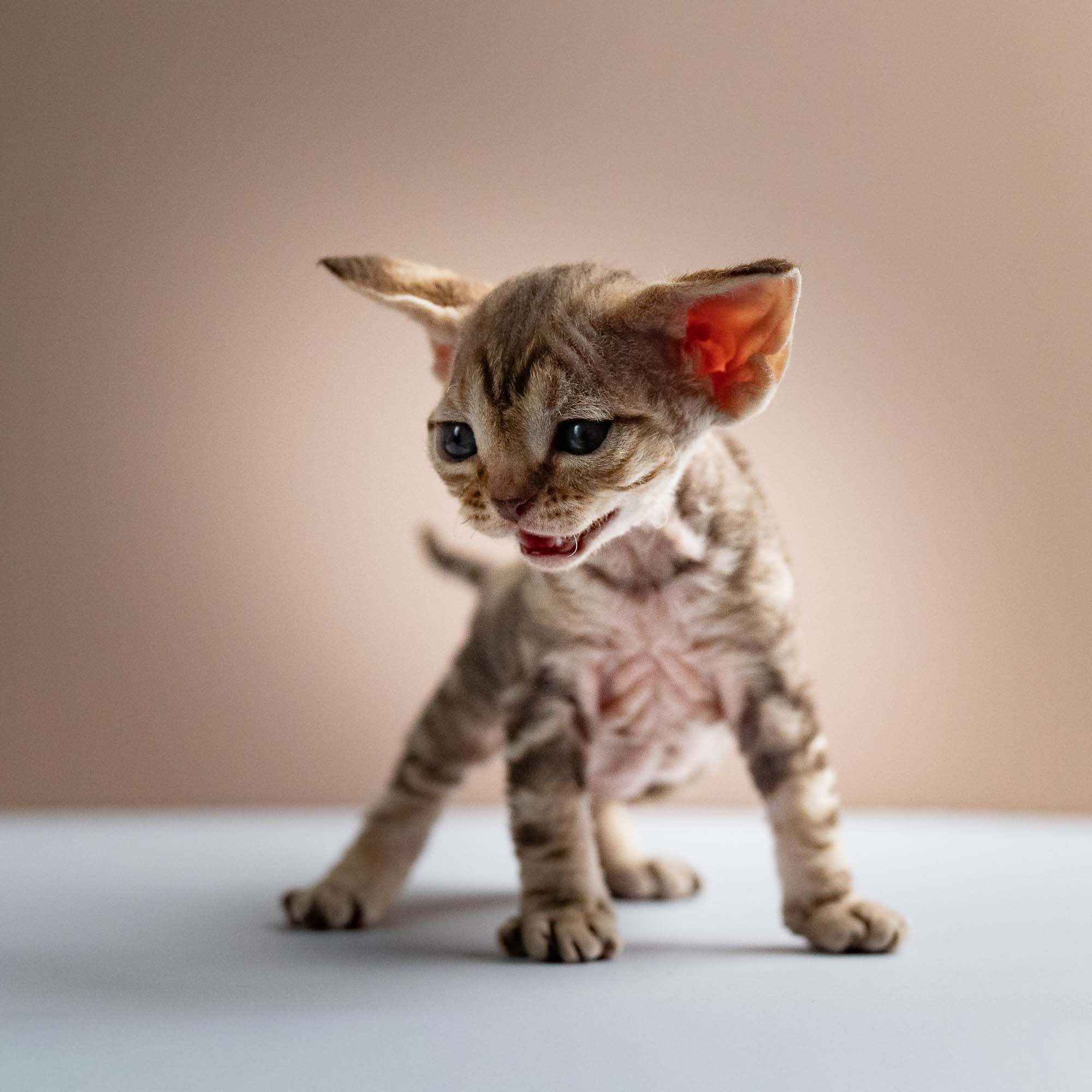 KITTENS. Devon Rex Pixie Cattery