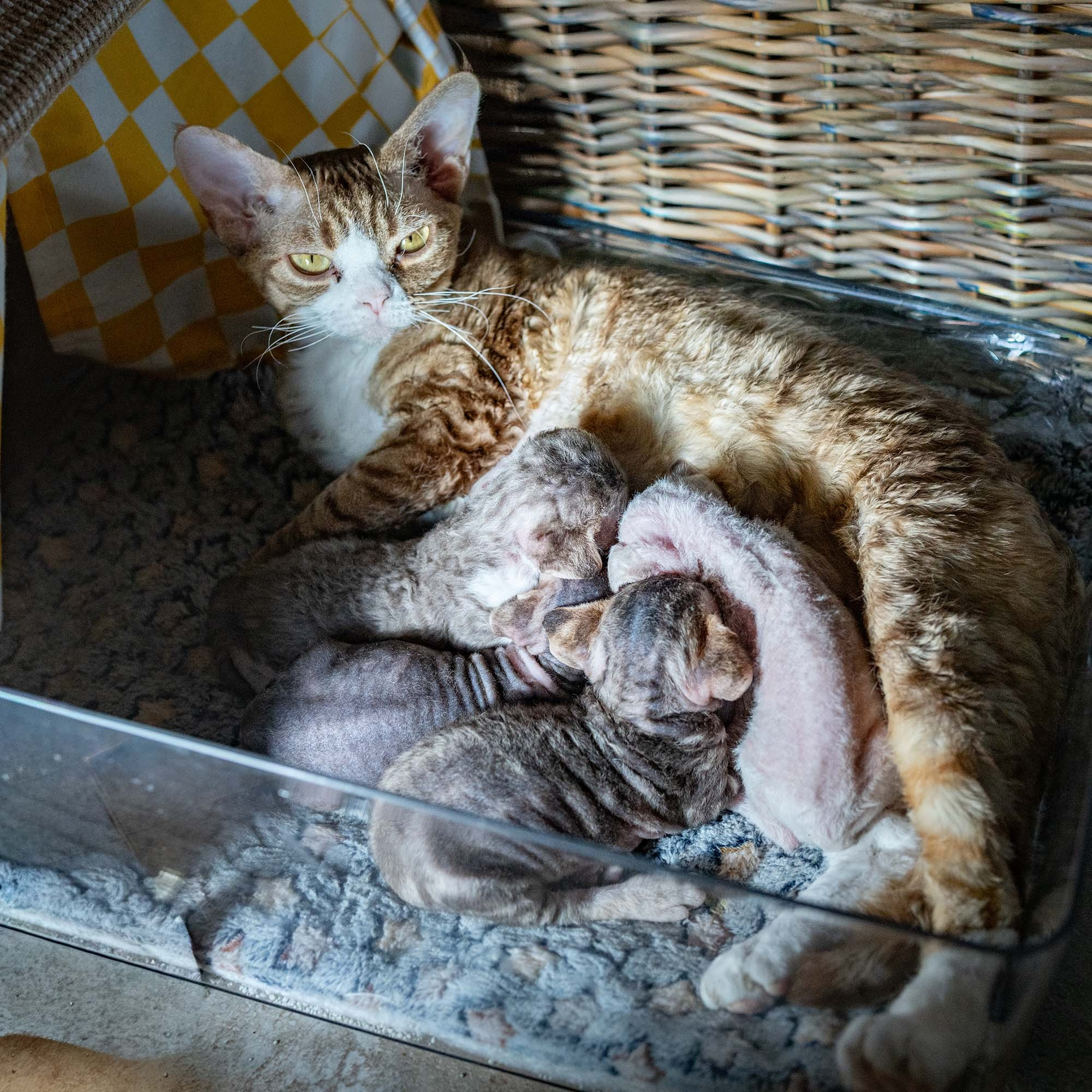KITTENS. Devon Rex Pixie Cattery