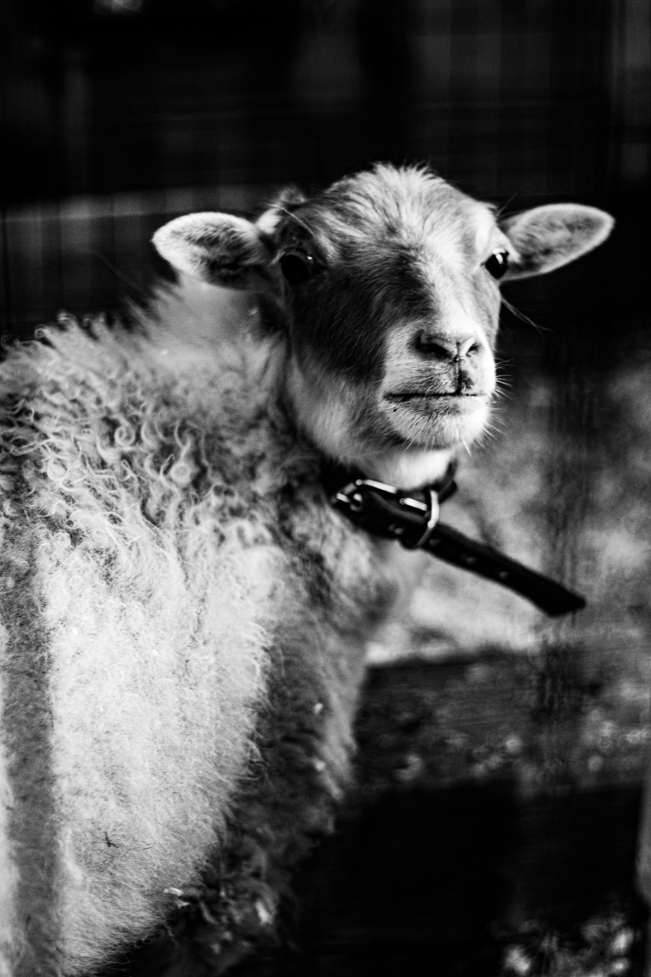 Photo projects. Tatiana Kireicheva