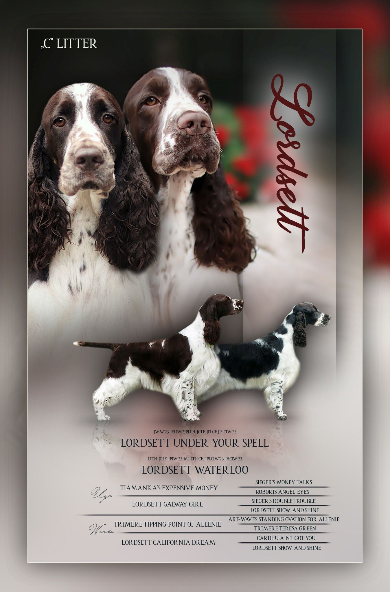 Girls. Website of the titled stud dog of the Springer Spaniel breed