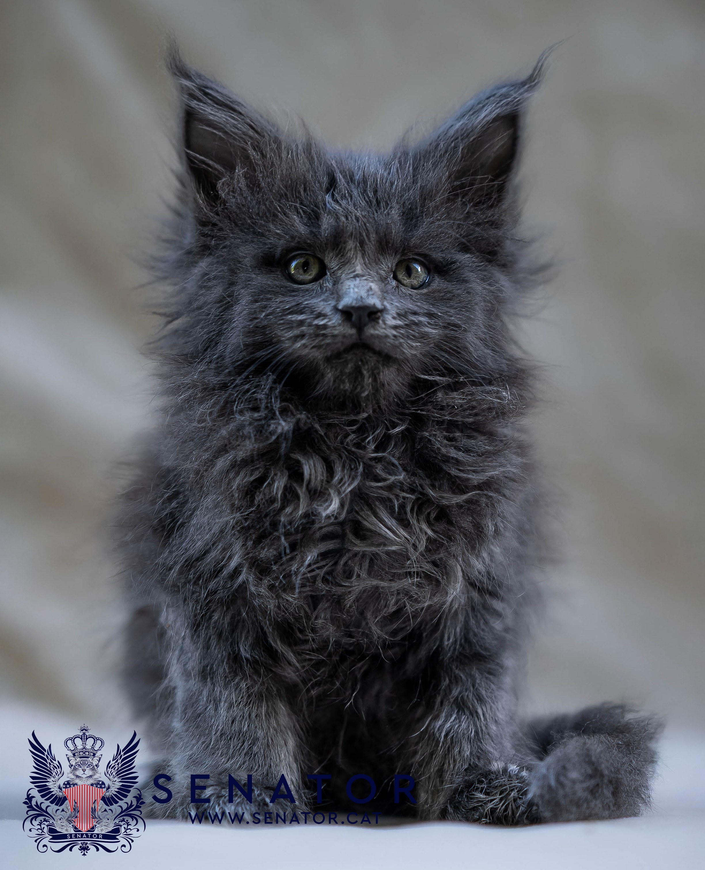 Kittens. Senator Cat — Maine Coon cattery