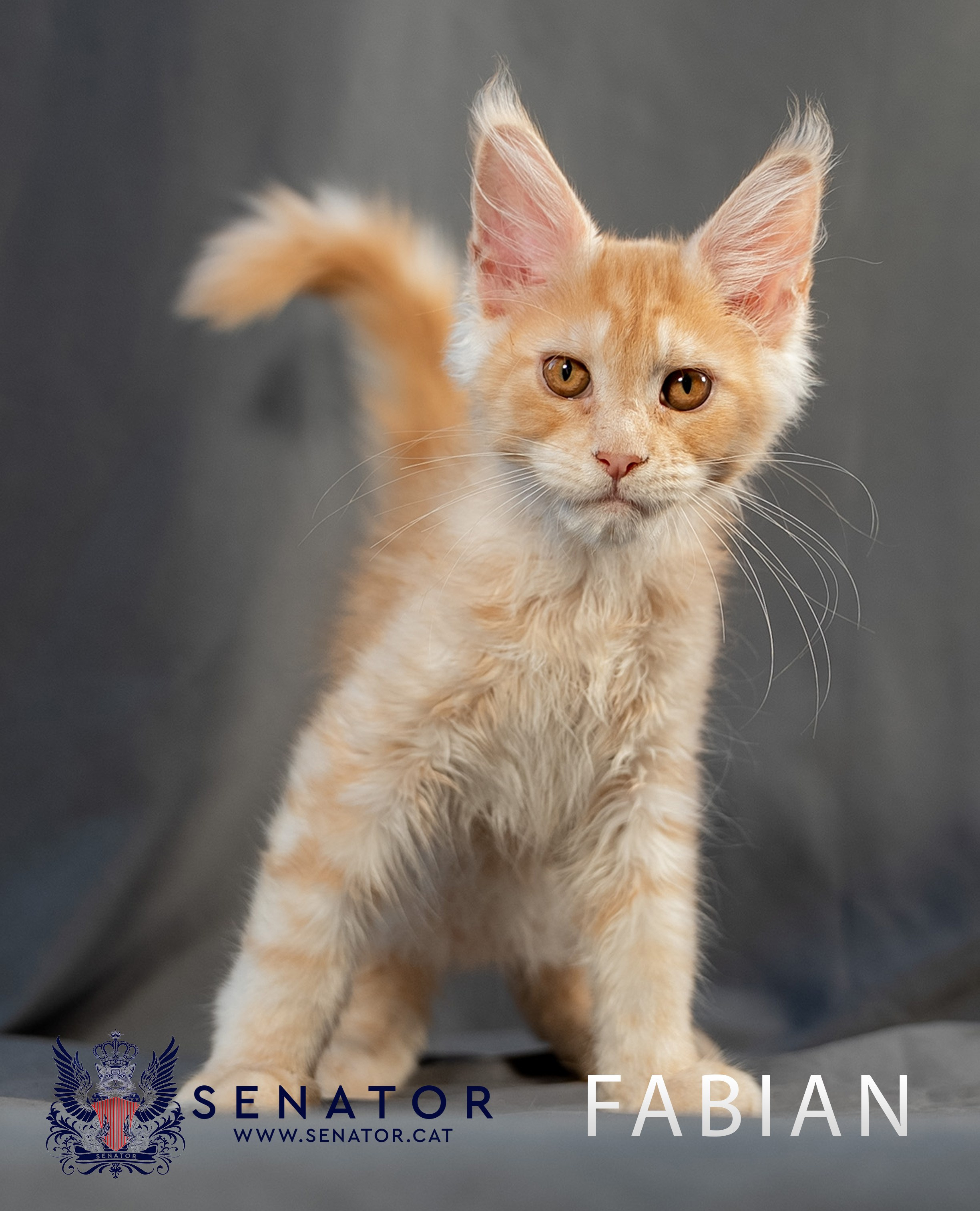 Kittens. Senator Cat — Maine Coon cattery