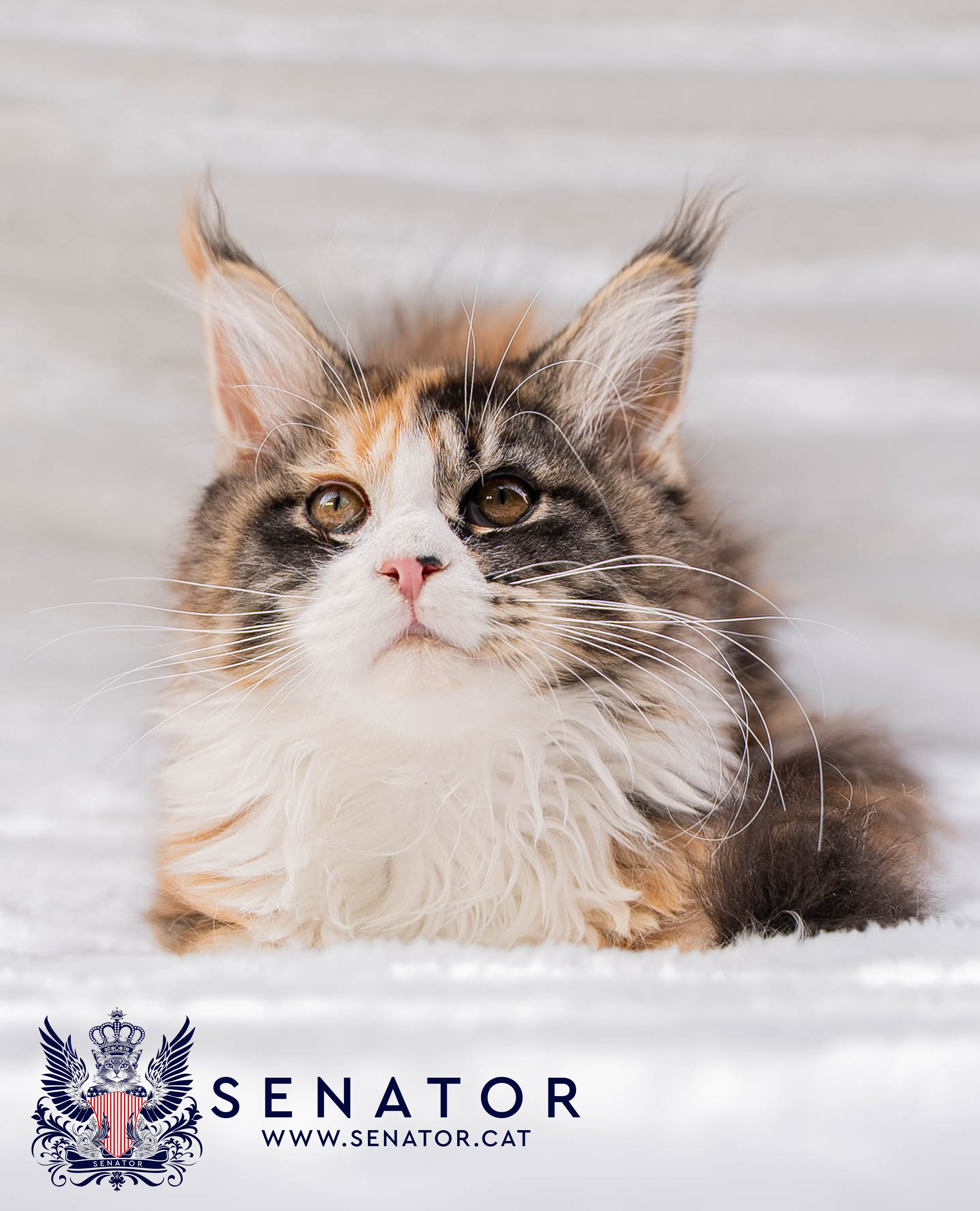 Kittens. Senator Cat — Maine Coon cattery