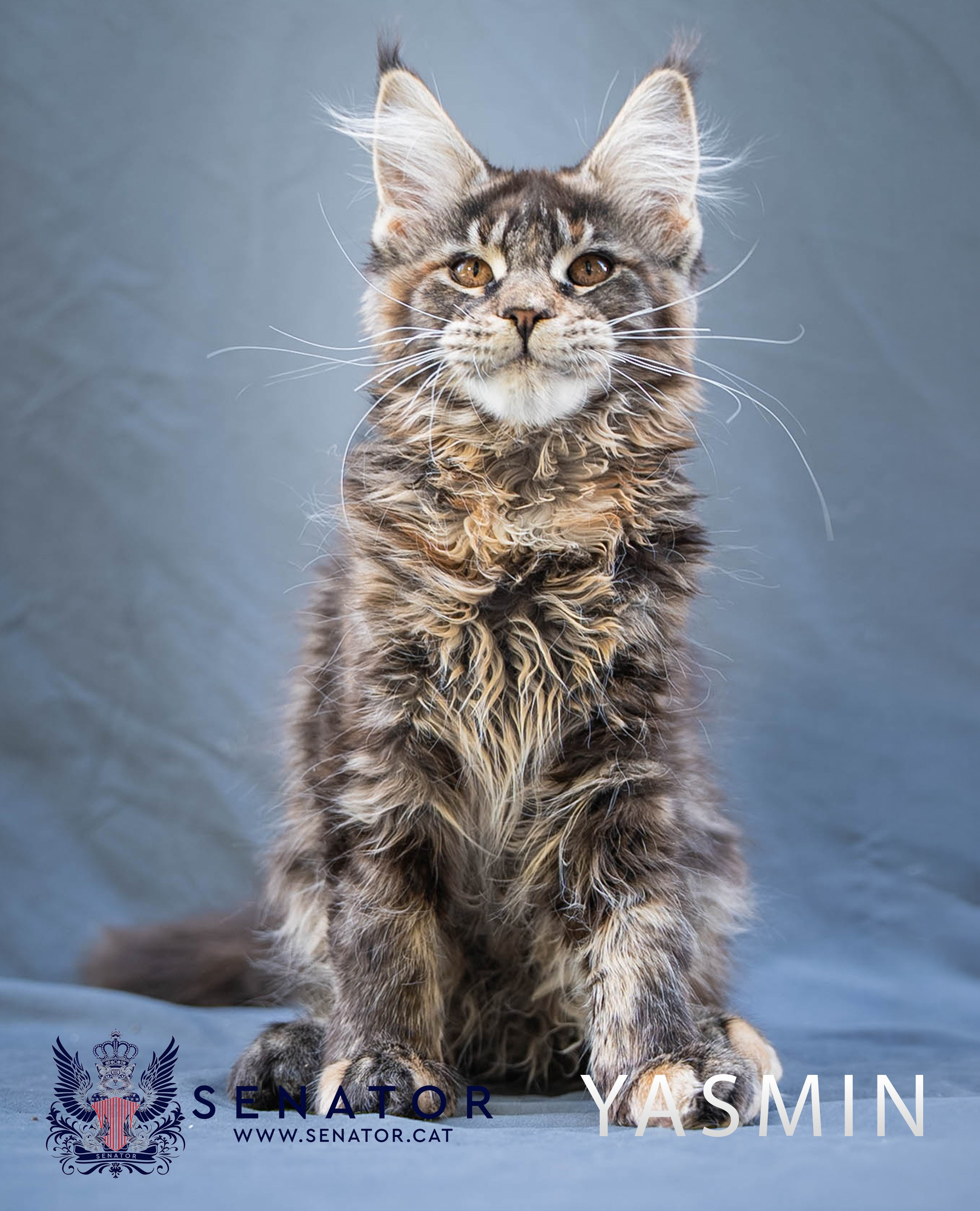 Kittens. Senator Cat — Maine Coon cattery