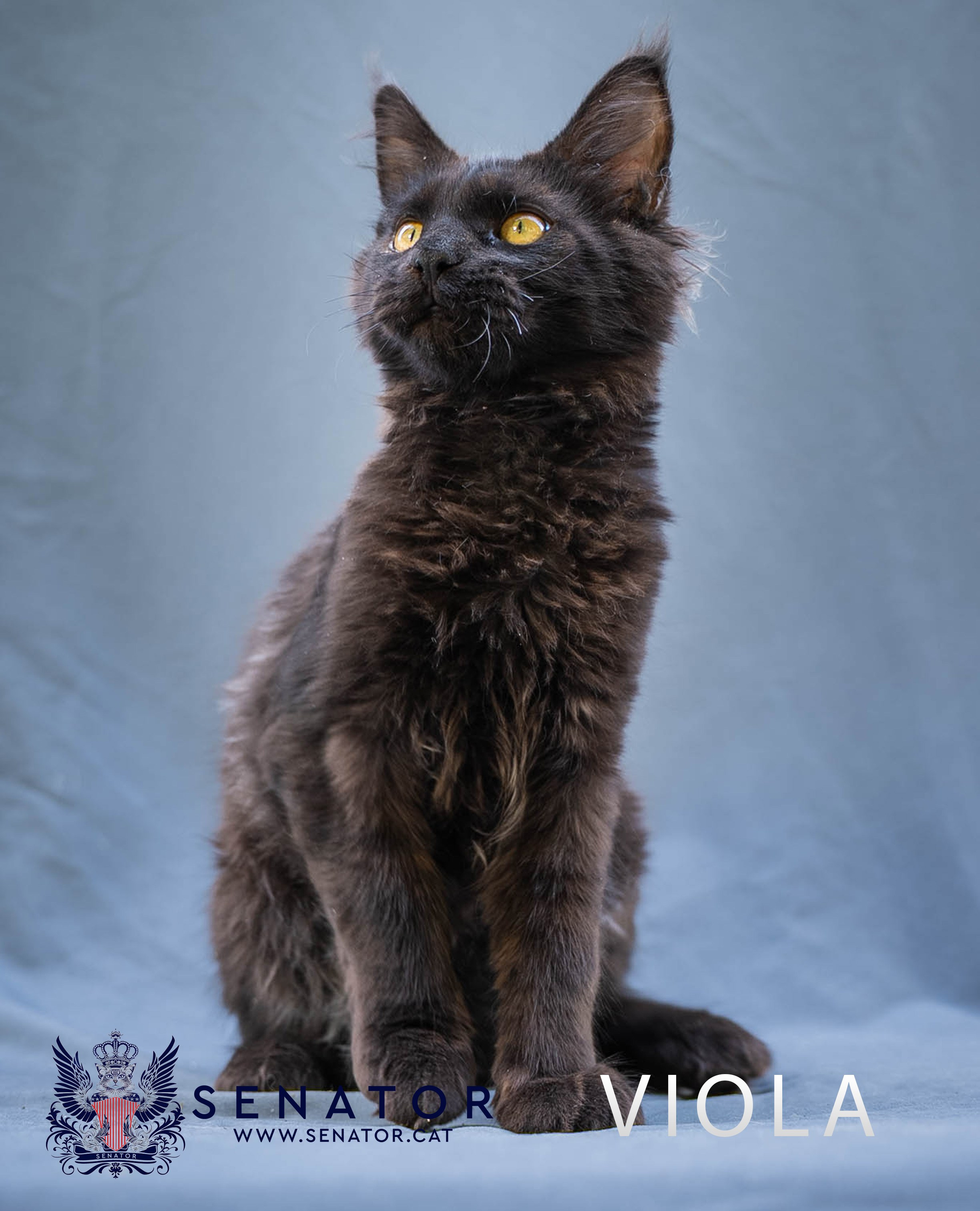 Senator Cat — Maine Coon cattery