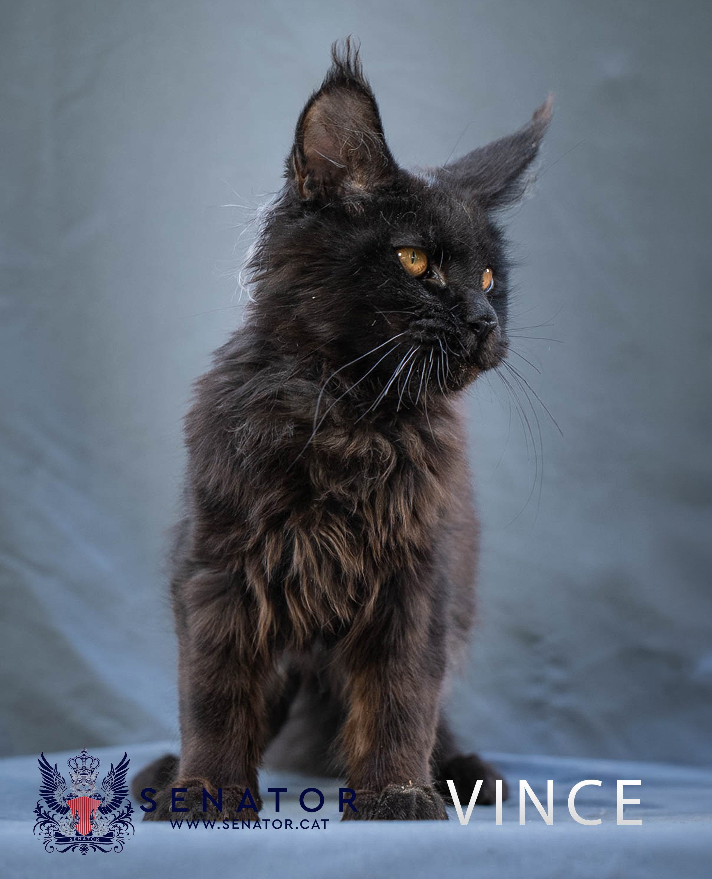 Kittens. Senator Cat — Maine Coon cattery