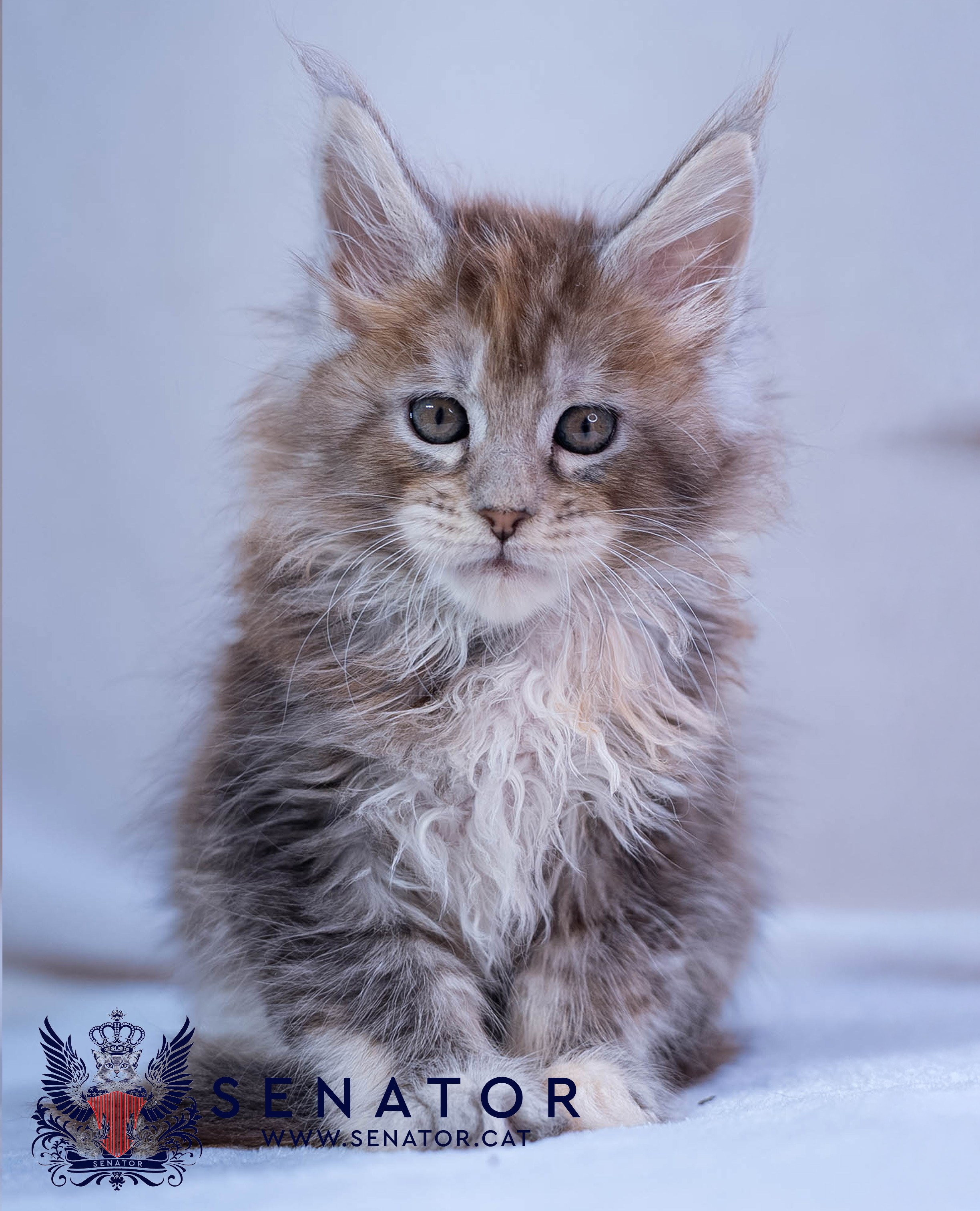 Kittens. Senator Cat — Maine Coon cattery