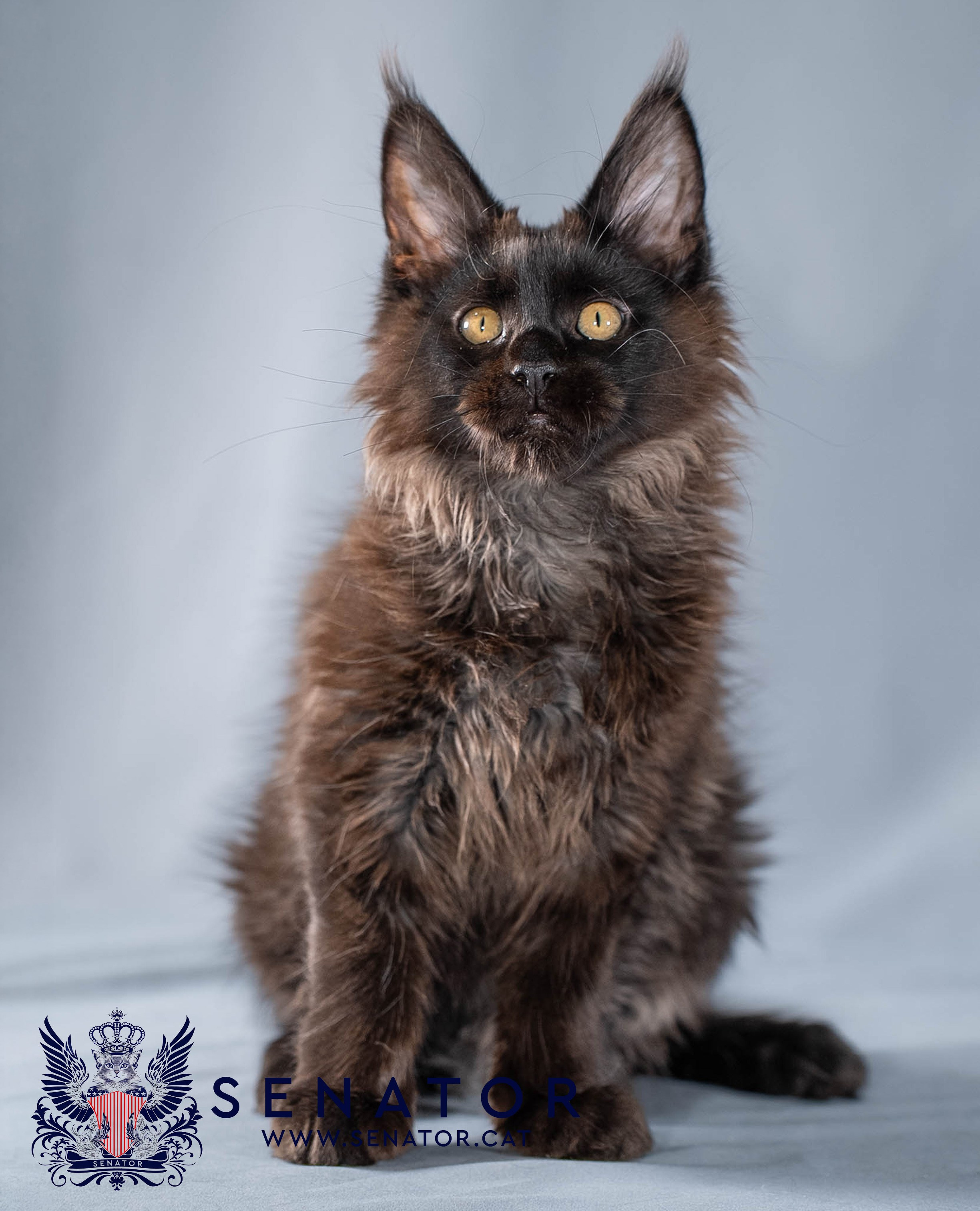 Kittens. Senator Cat — Maine Coon cattery