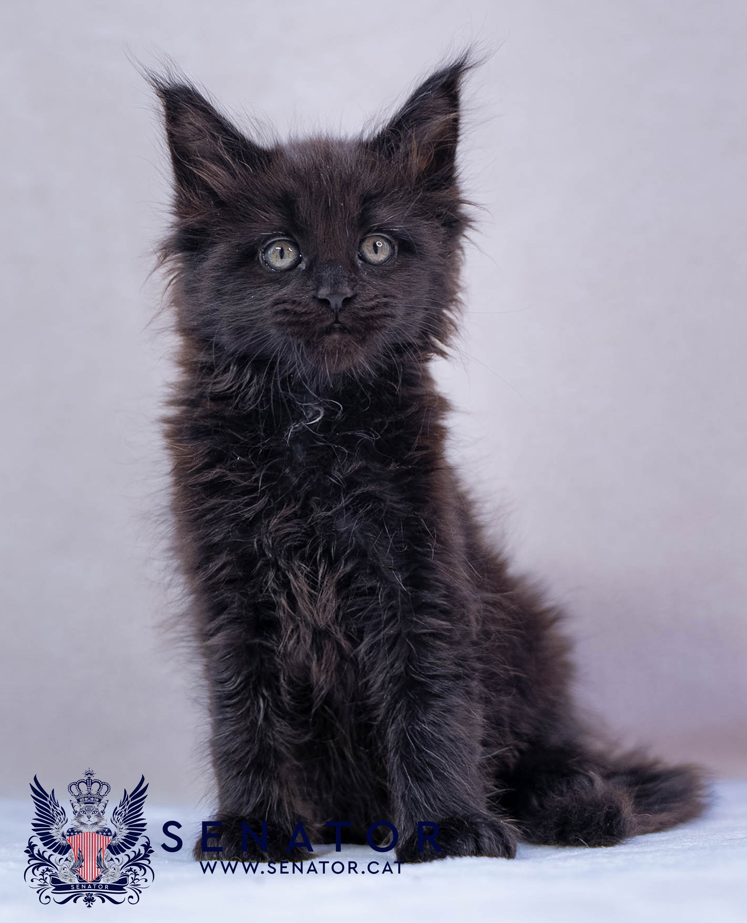 Kittens. Senator Cat — Maine Coon cattery