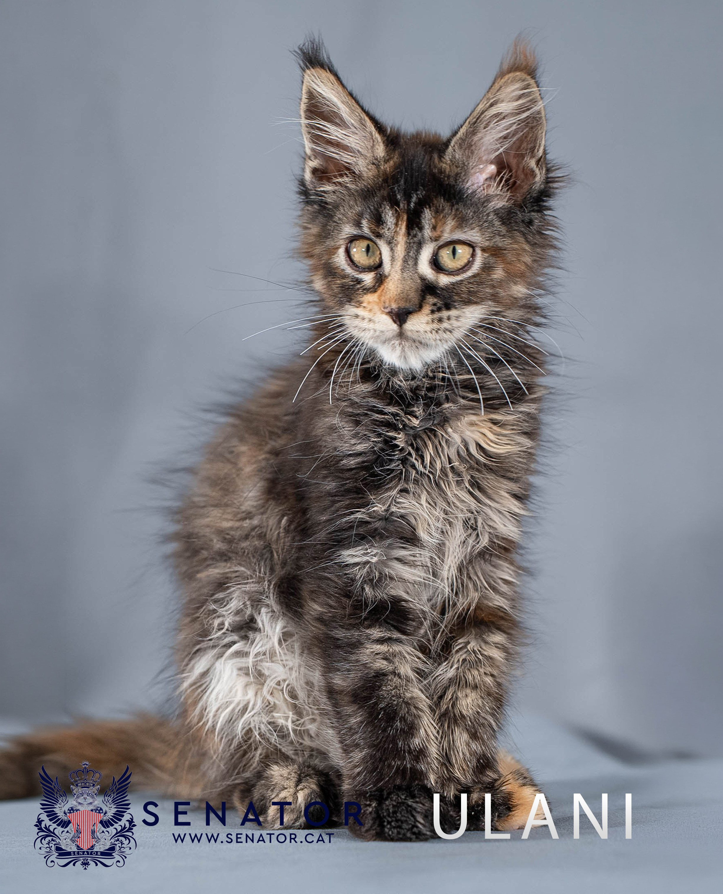 Kittens. Senator Cat — Maine Coon cattery