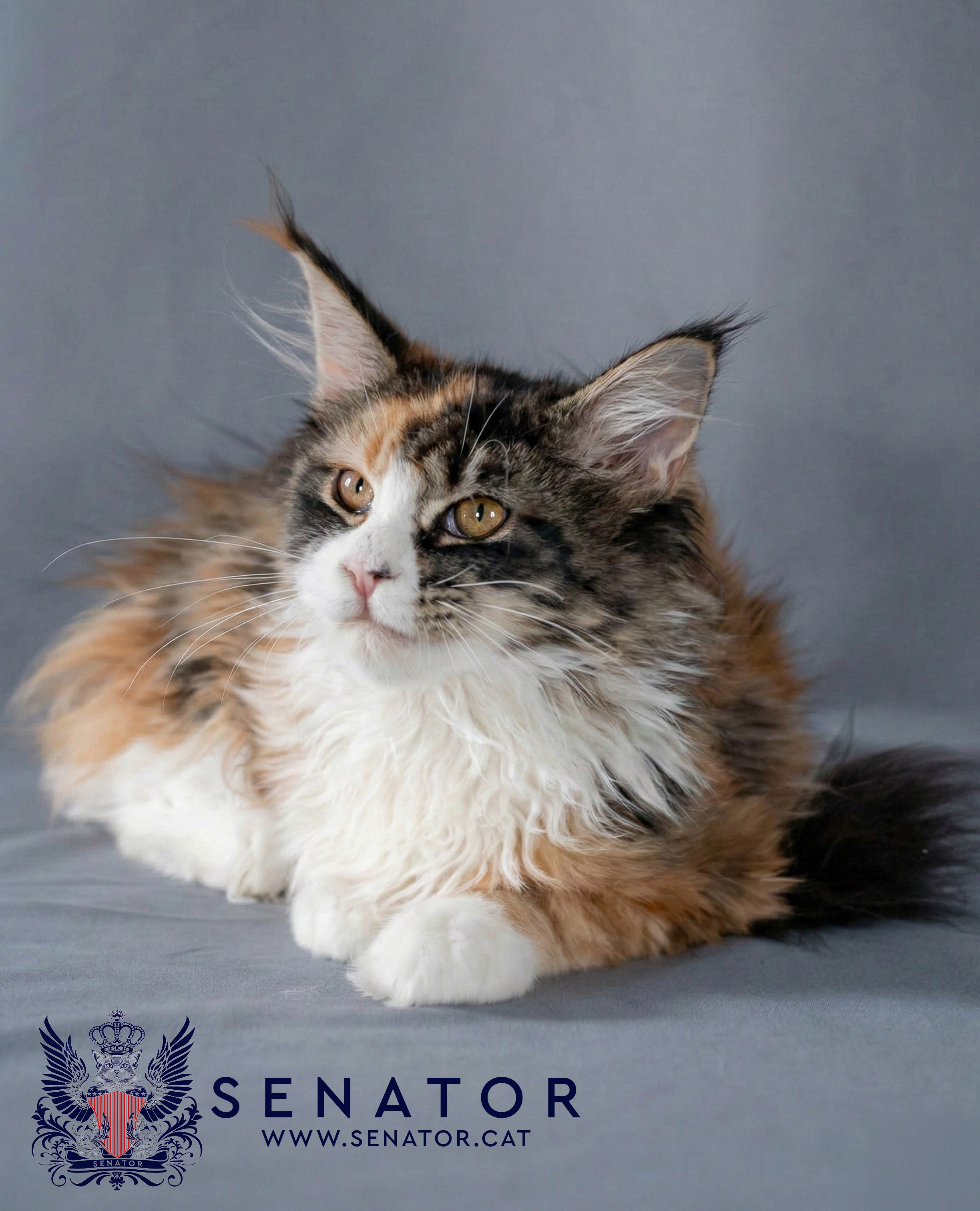Senator Cat — Maine Coon cattery