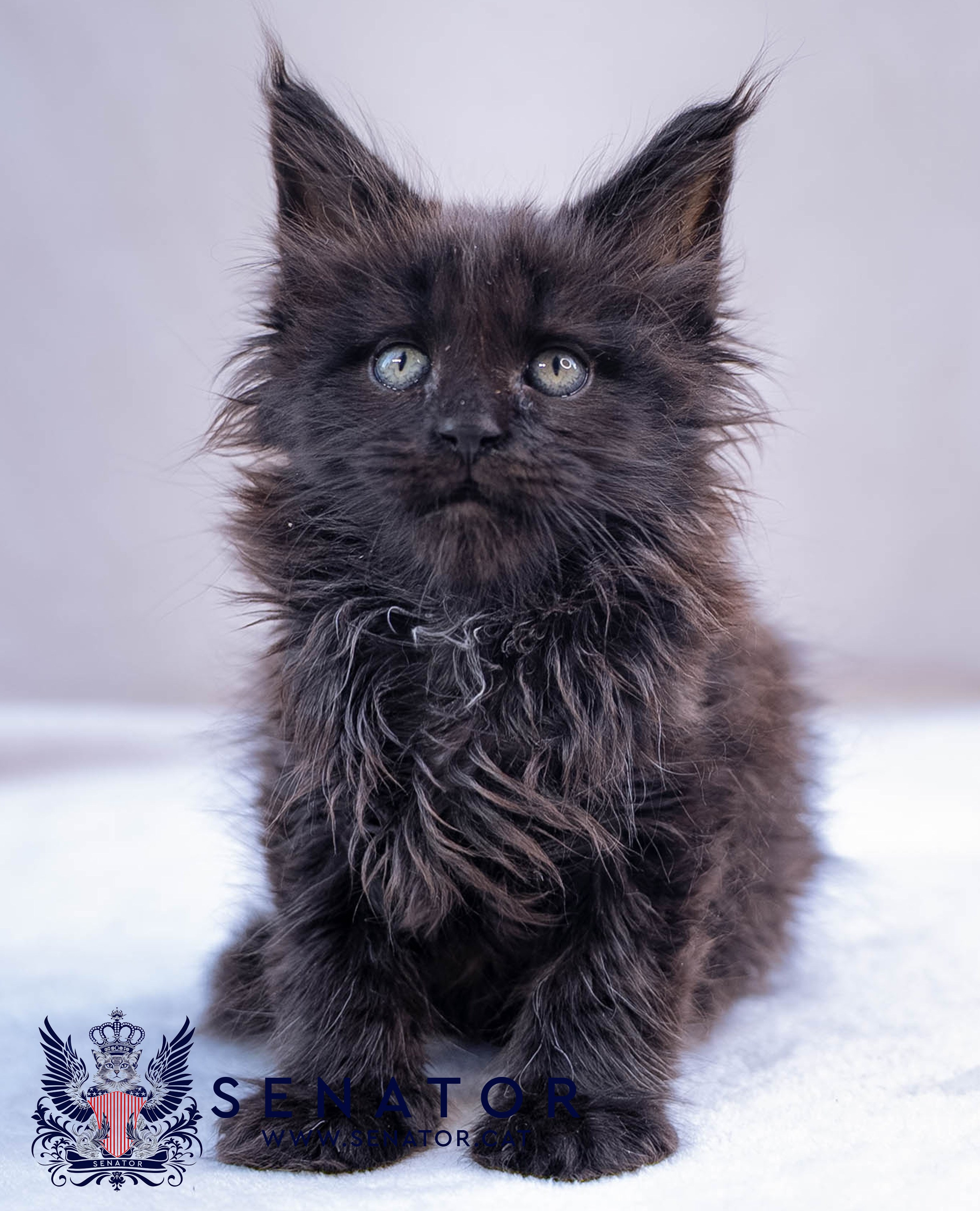 Kittens. Senator Cat — Maine Coon cattery