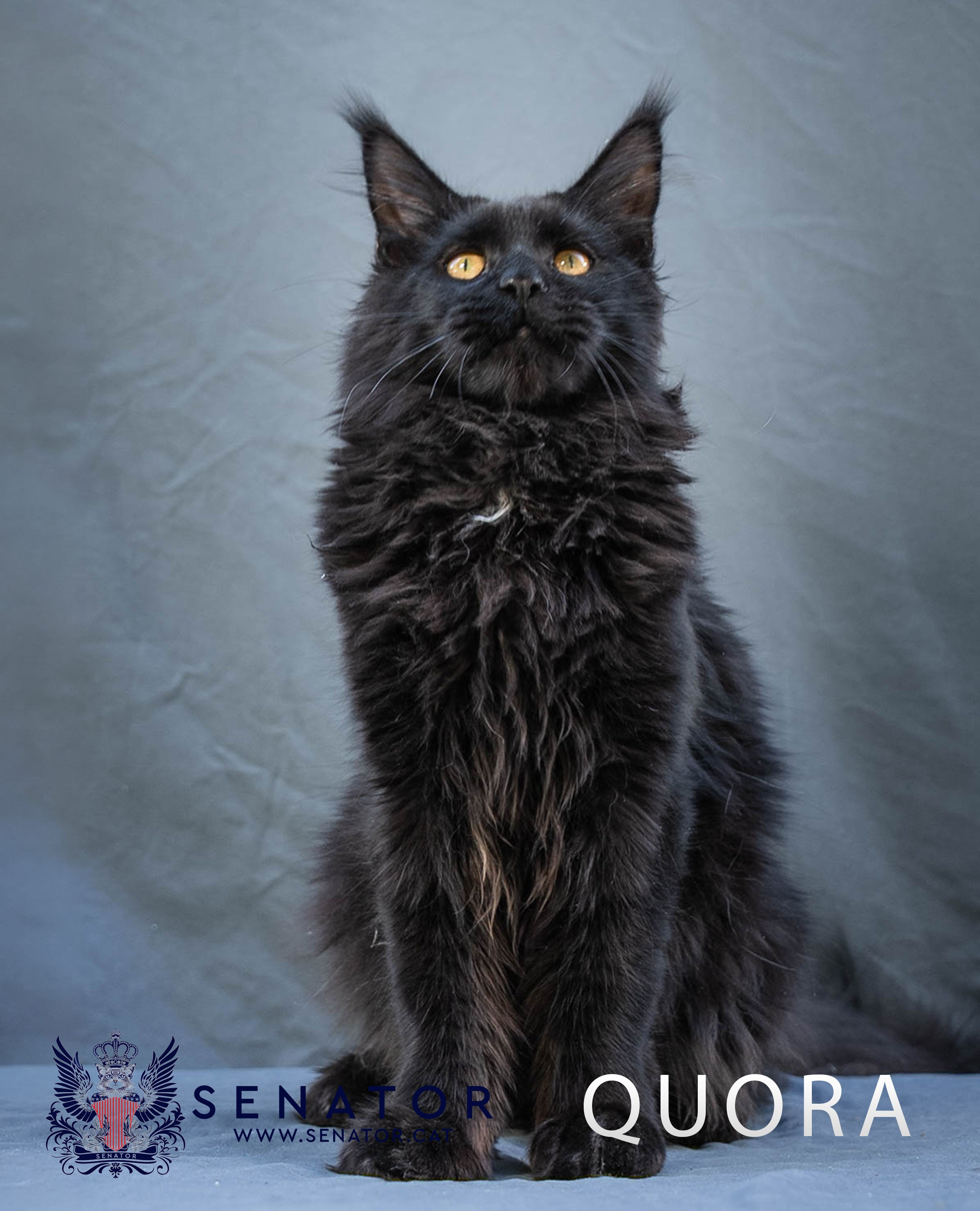 Kittens. Senator Cat — Maine Coon cattery