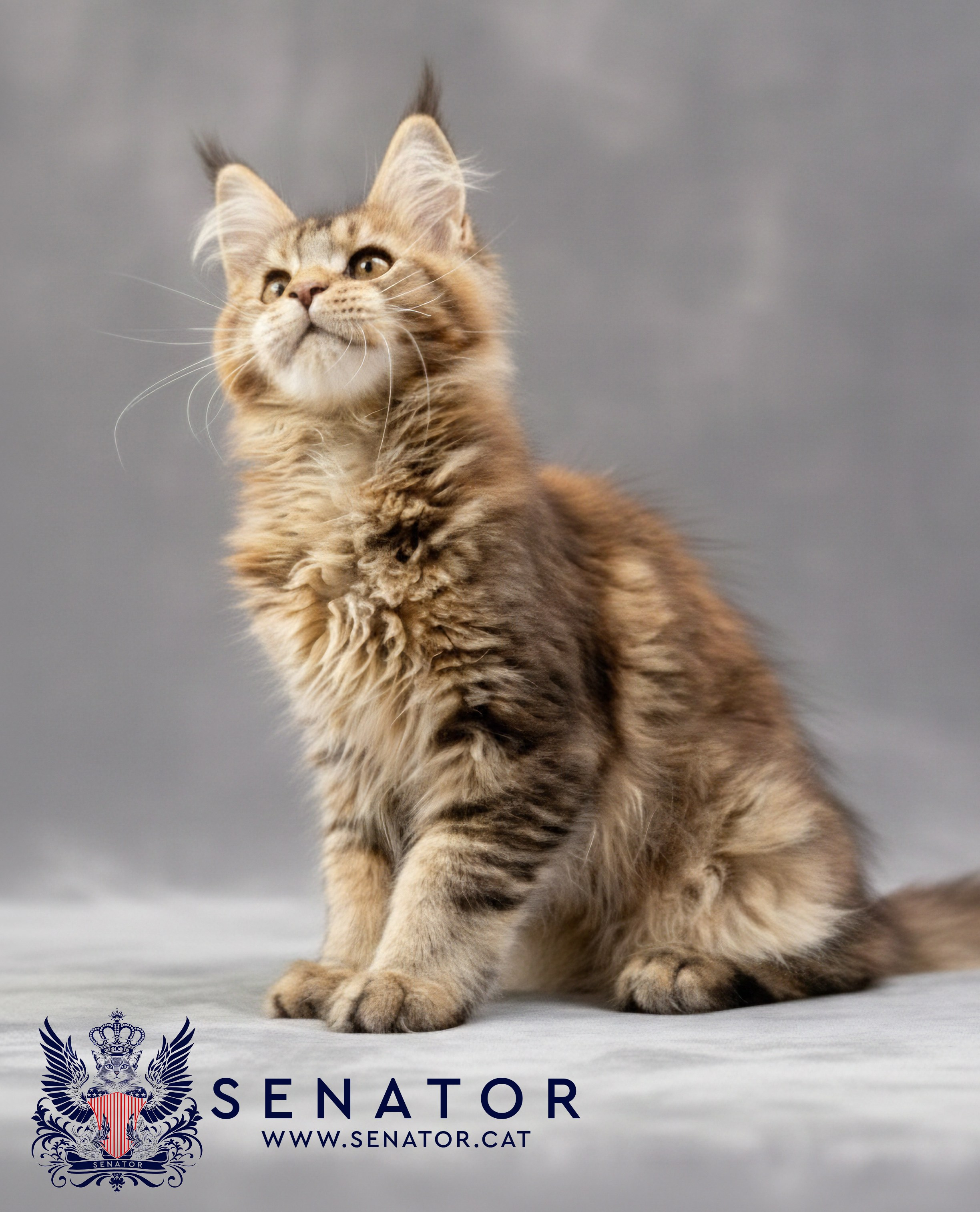 Senator Cat — Maine Coon cattery