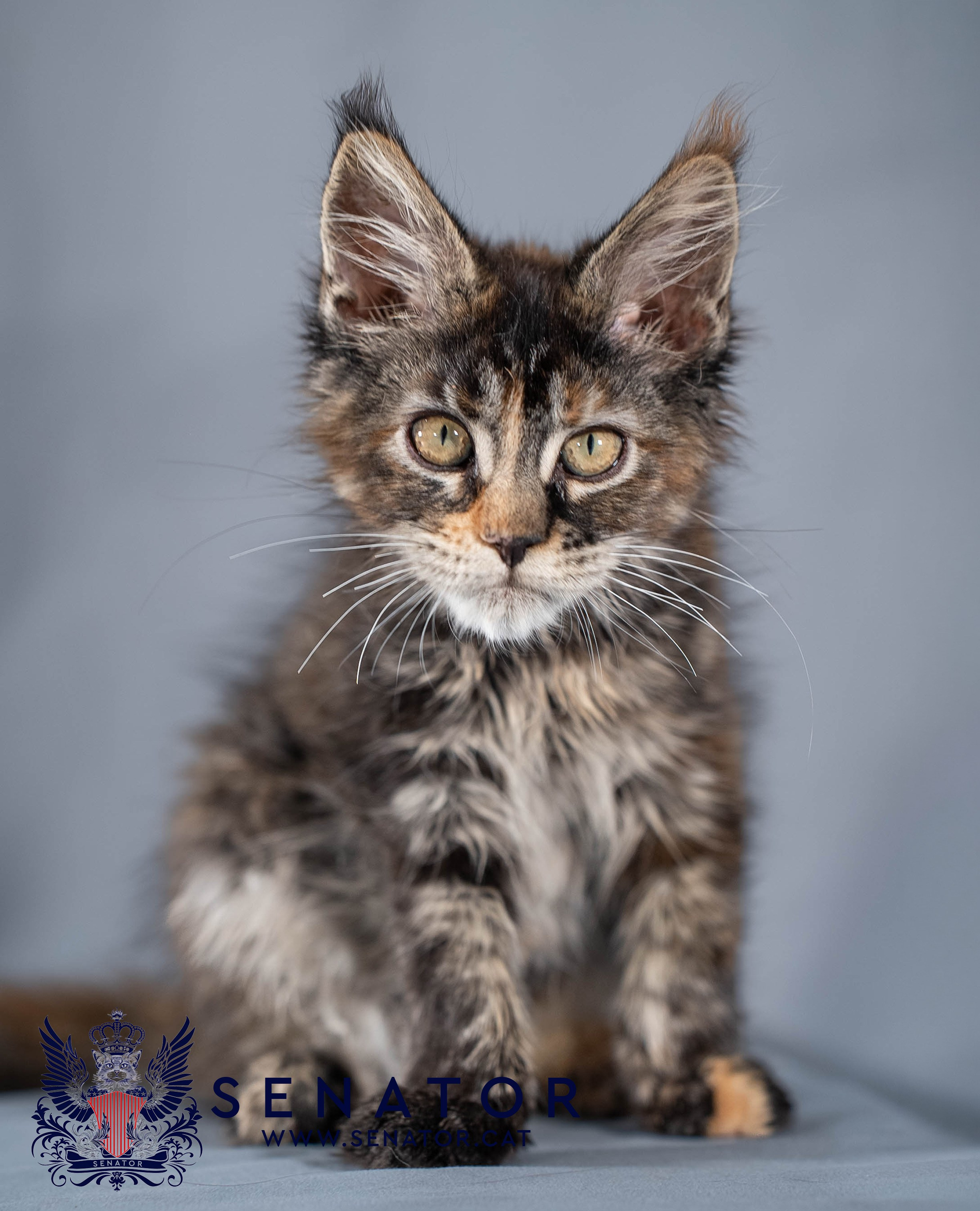Senator Cat — Maine Coon cattery