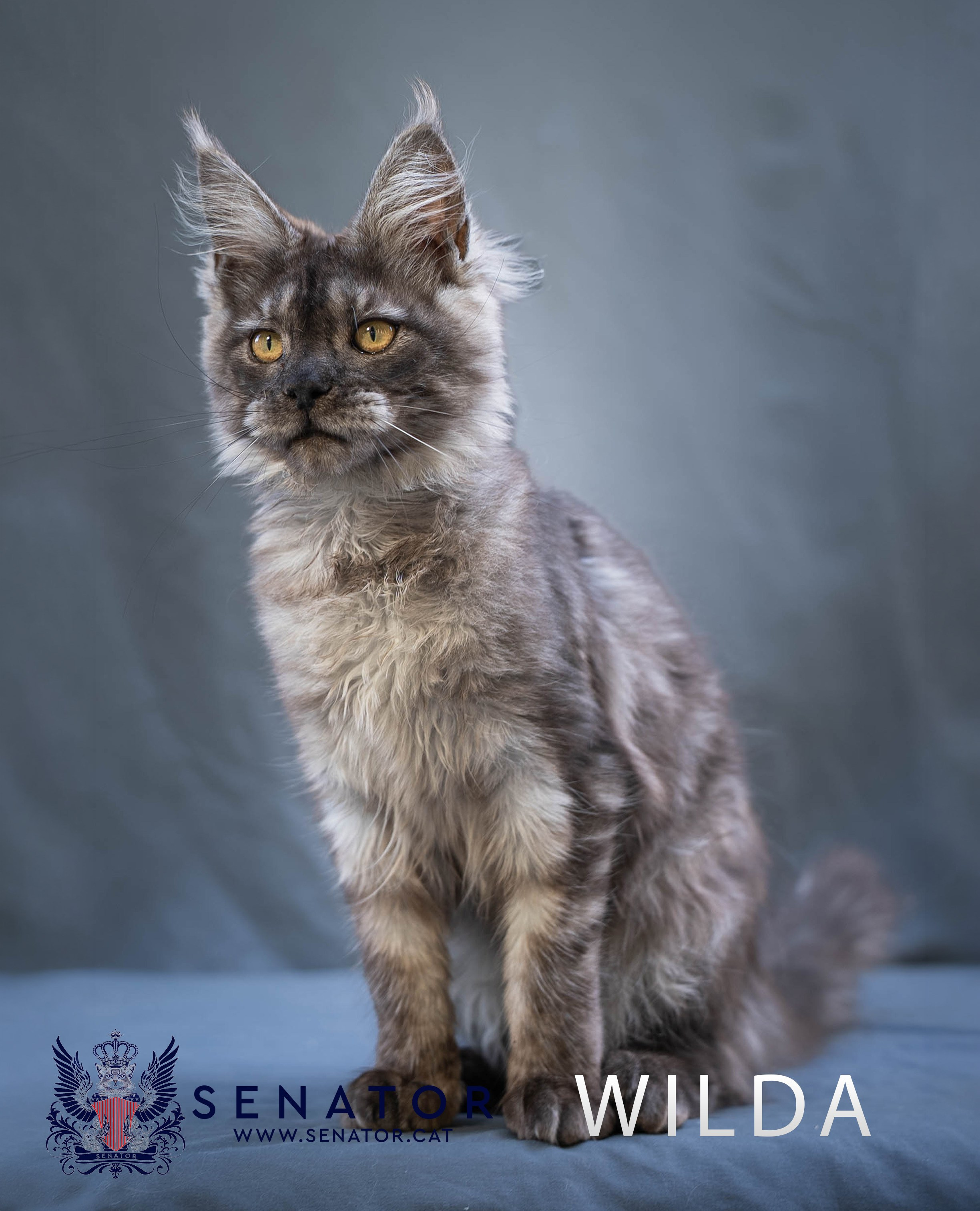Senator Cat — Maine Coon cattery